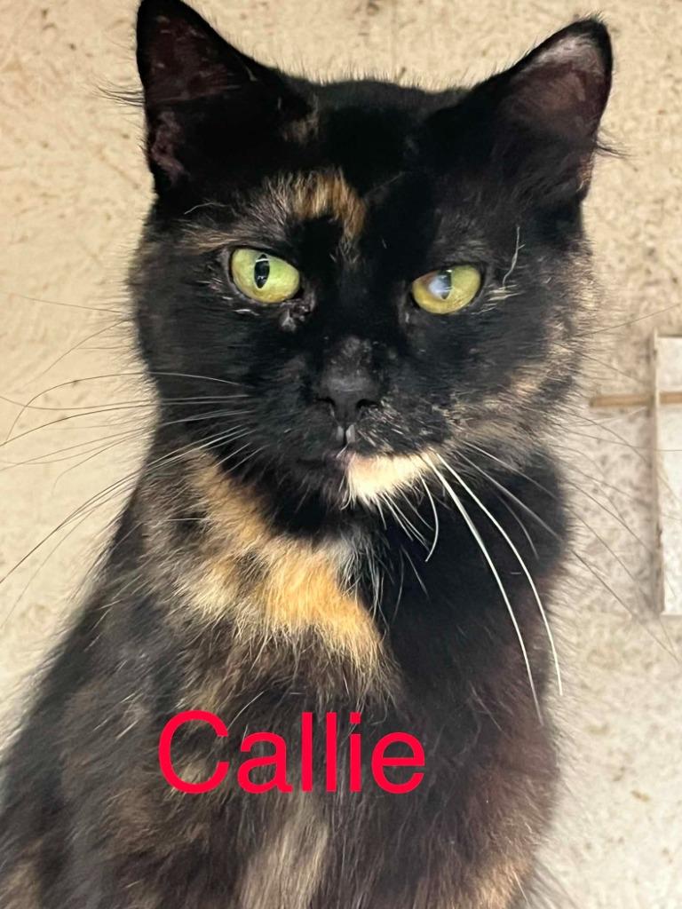 Enlarge Callie Wall, a Adoptable Calico in Princeton, IN image 2/2