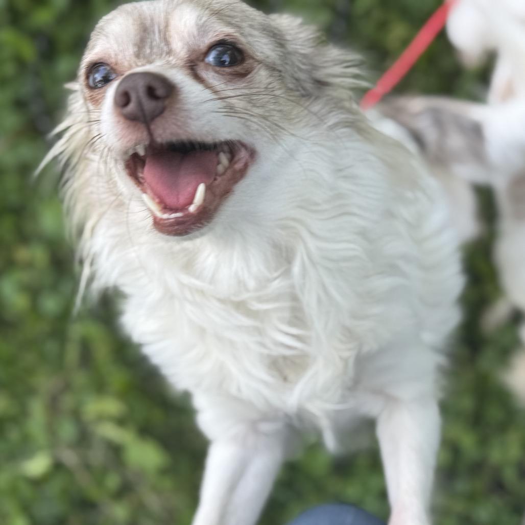 Cosmo, Adoptable, Adult Male Chihuahua.