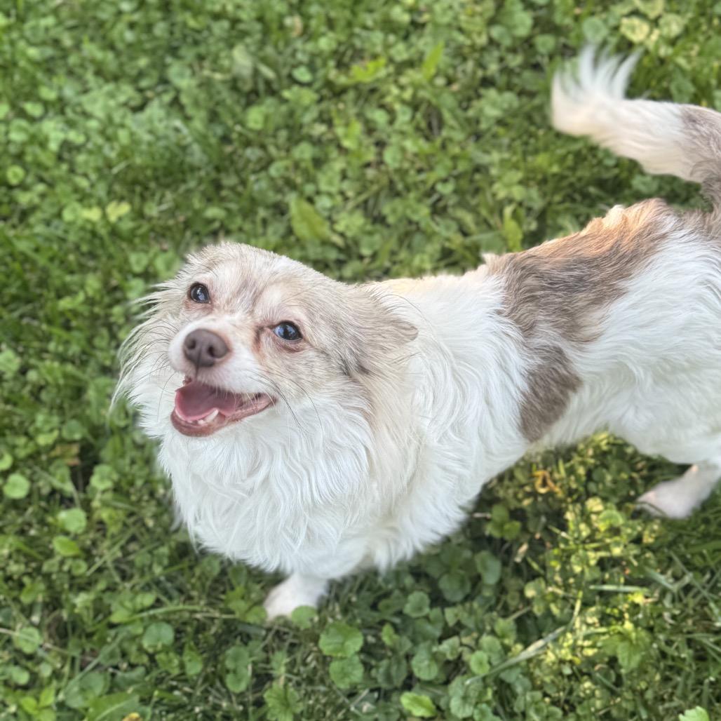 Cosmo, a Adoptable Chihuahua in Hudson, IL image 2/3