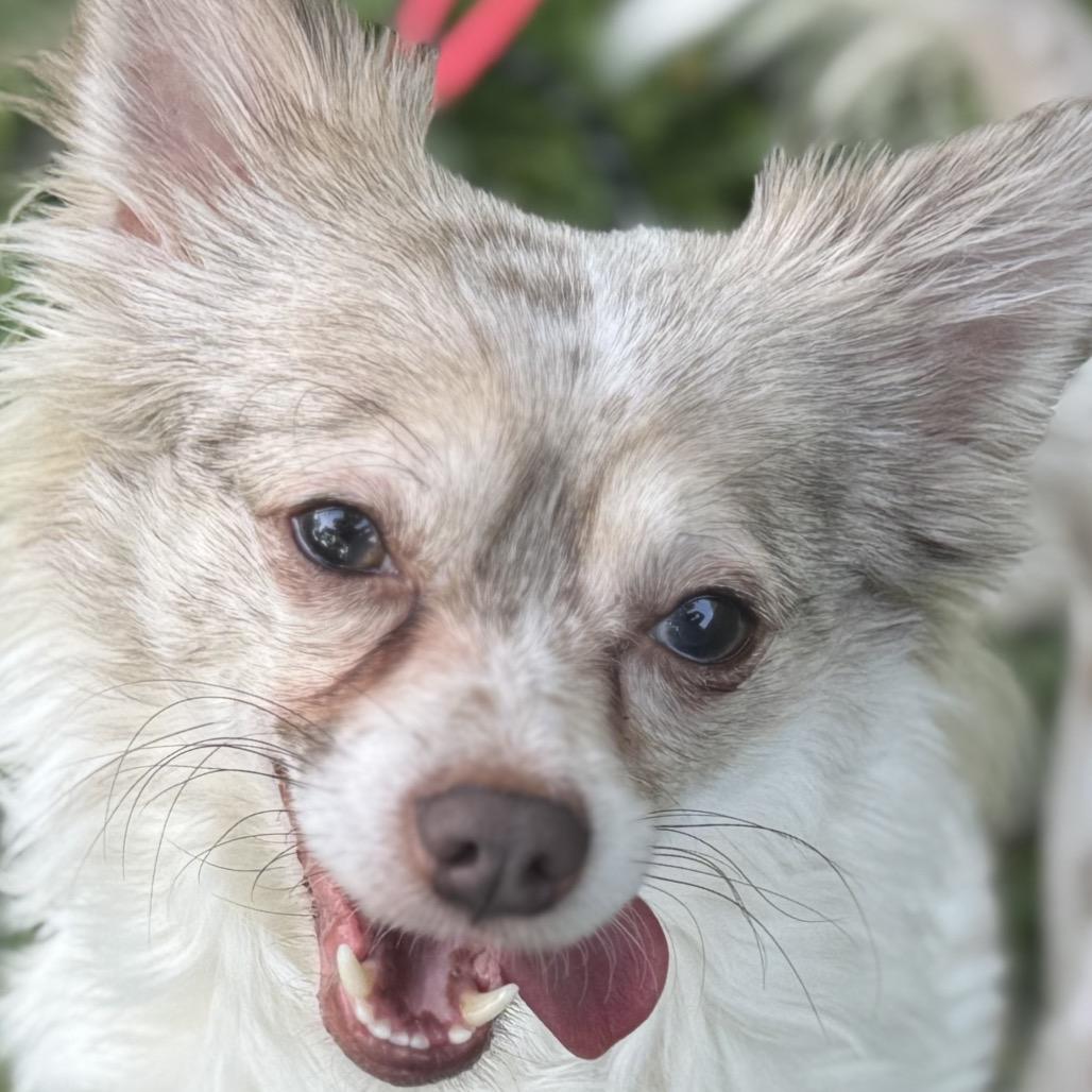 Cosmo, a Adoptable Chihuahua in Hudson, IL image 2/3
