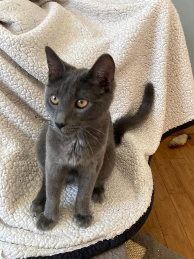 Enlarge Pepper, a ADOPTABLE Domestic Short Hair in Franklinville, NJ image 1/1