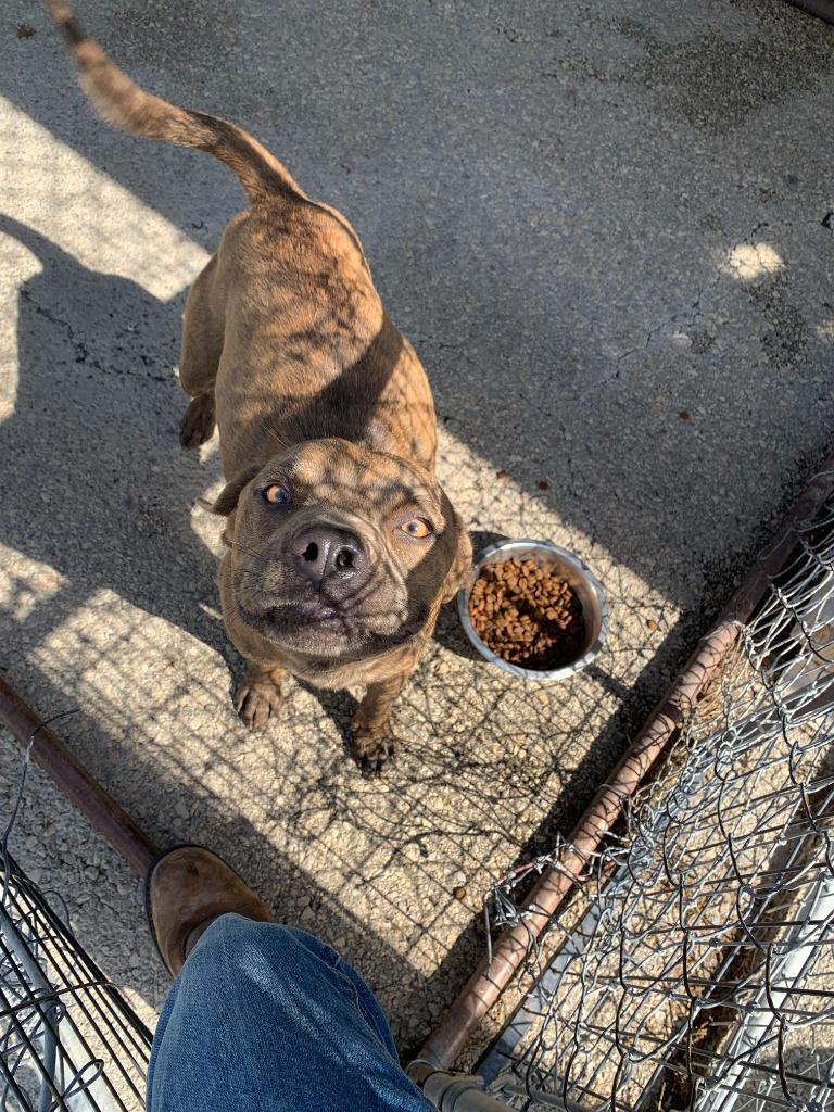 Damon, Adoptable, Young Male Pit Bull Terrier.