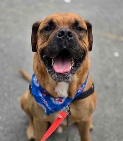 HK, ADOPTABLE, Adult Male Mastiff.
