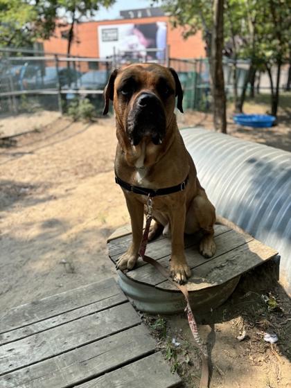 HK, a ADOPTABLE Mastiff in Toronto, ON image 3/3