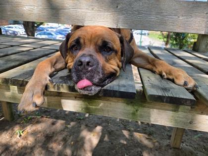 HK, a ADOPTABLE Mastiff in Toronto, ON image 2/3