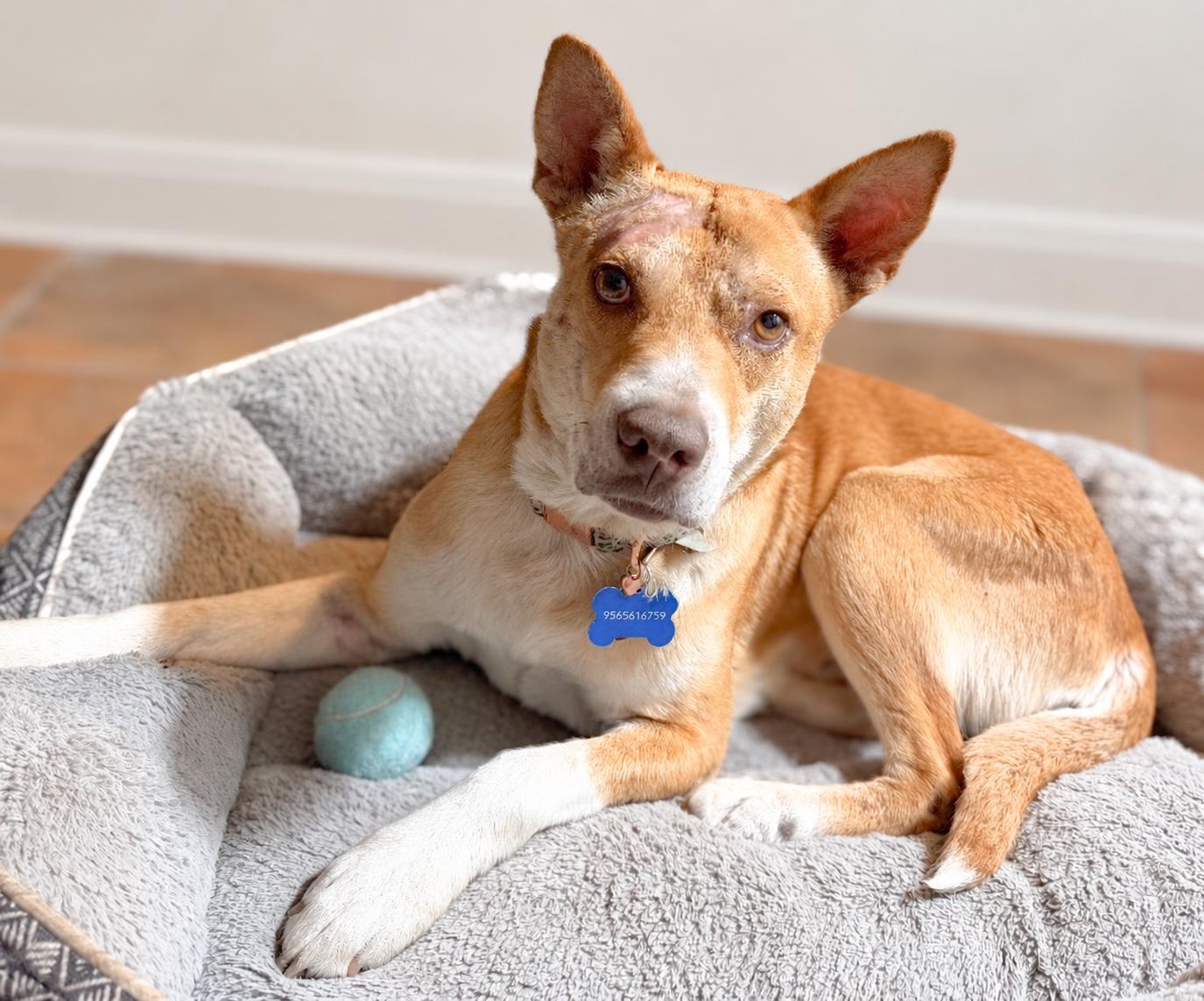 Enlarge Kai, a Adoptable mixed breed in Chicago, IL image 1/1