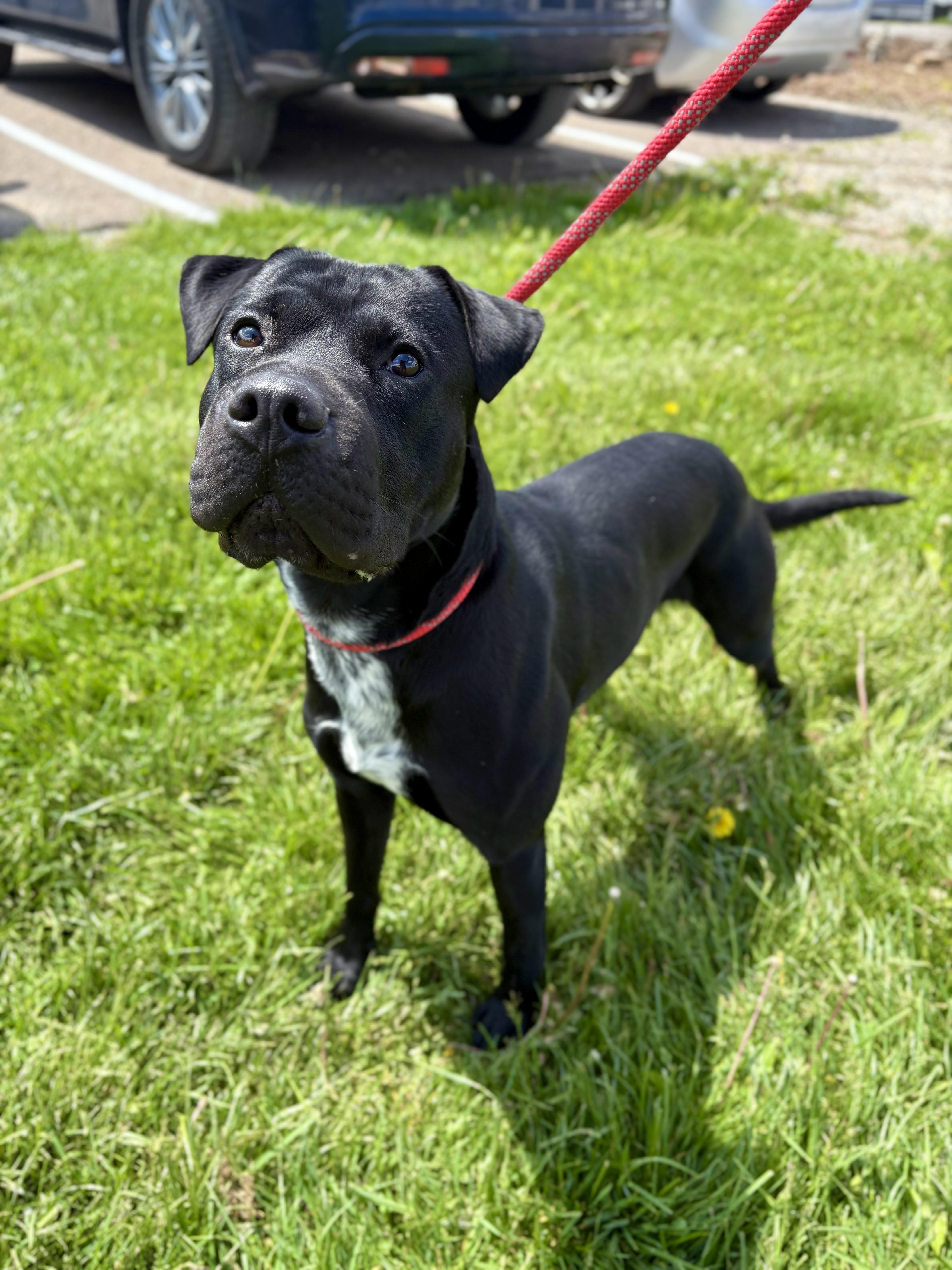 Klein, Young Male Shar-Pei