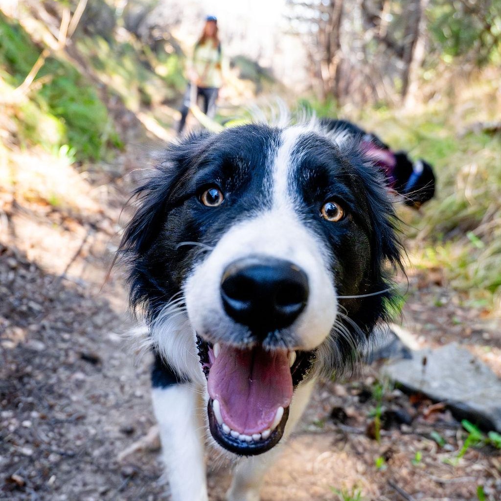 Enlarge Fergal, a ADOPTABLE Border Collie in denver, CO image 2/4