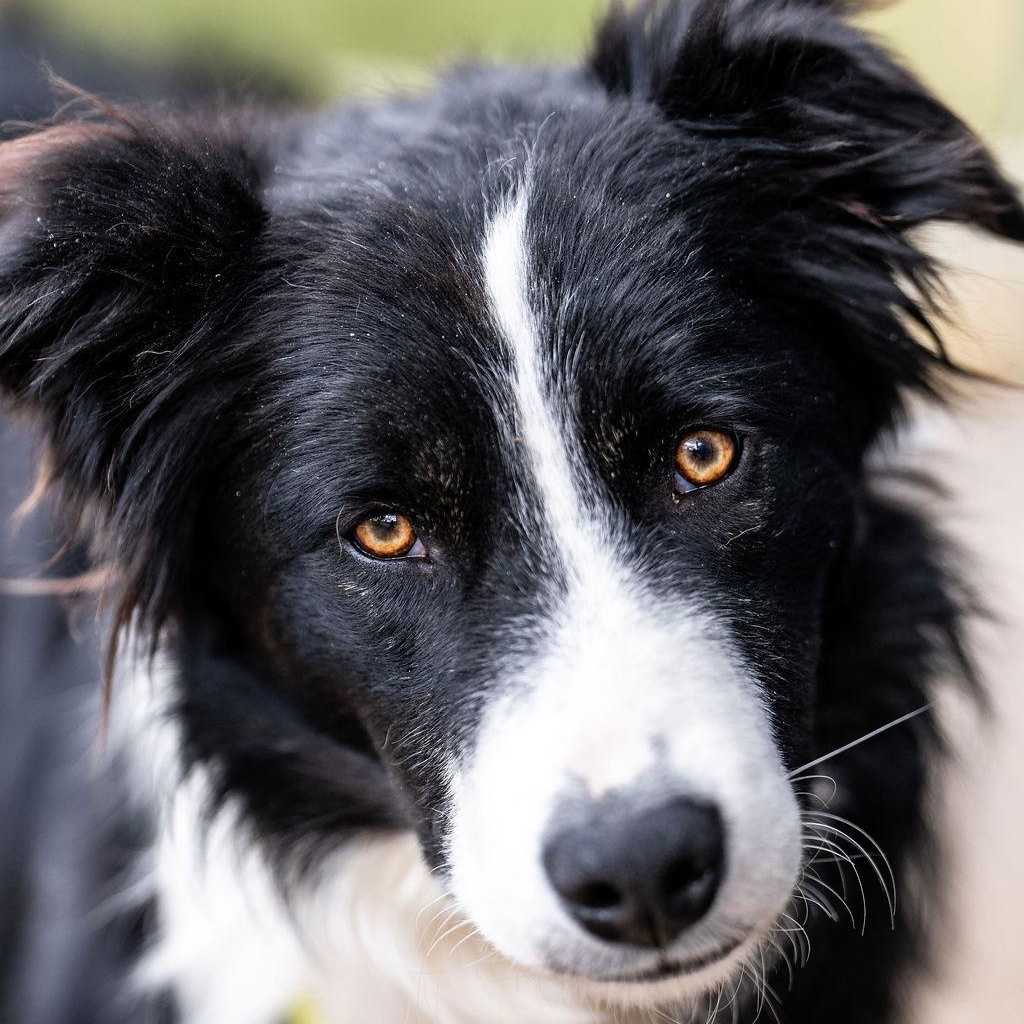 Enlarge Fergal, a ADOPTABLE Border Collie in denver, CO image 3/4