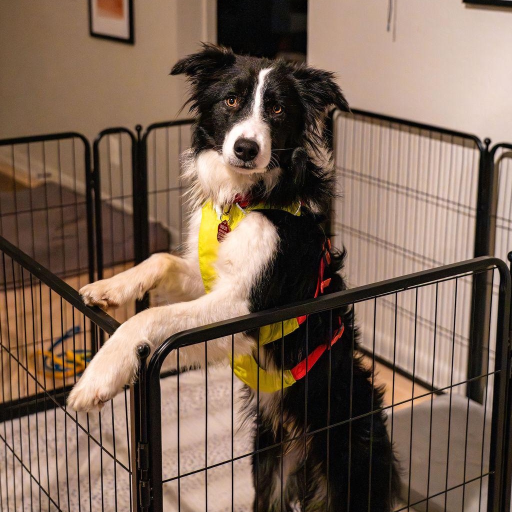 Enlarge Fergal, a ADOPTABLE Border Collie in denver, CO image 4/4