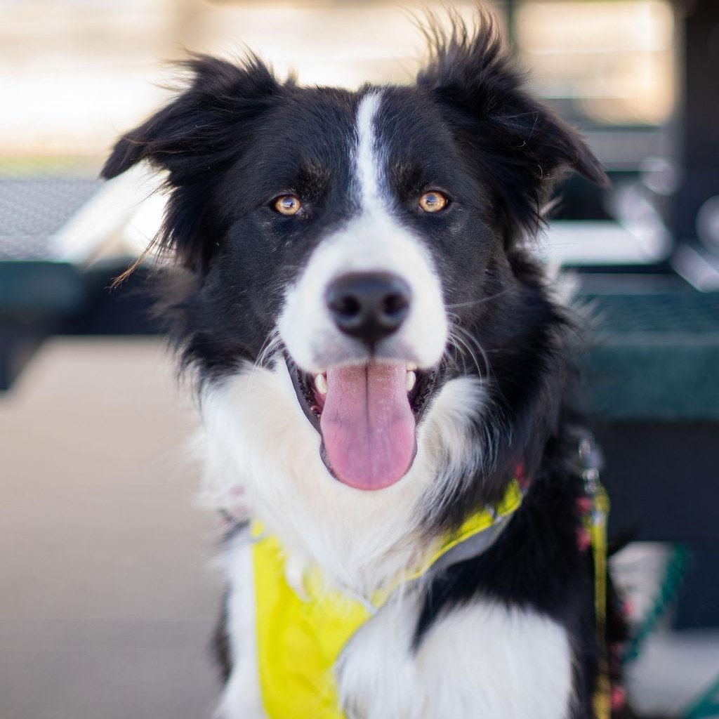 Fergal, ADOPTABLE, Young Male Border Collie.