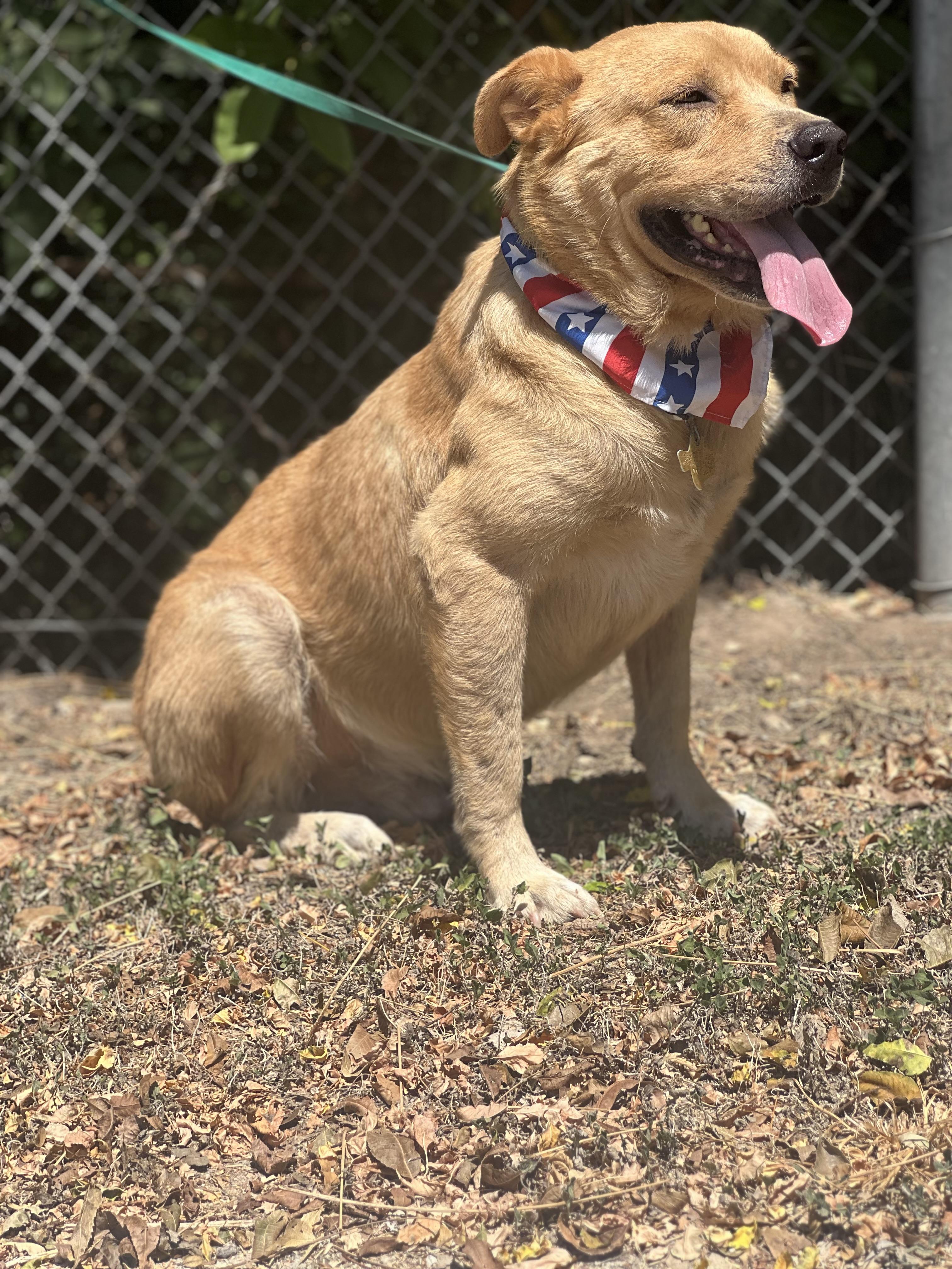 Enlarge Rio, a Adoptable mixed breed in Madisonville, TX image 6/6