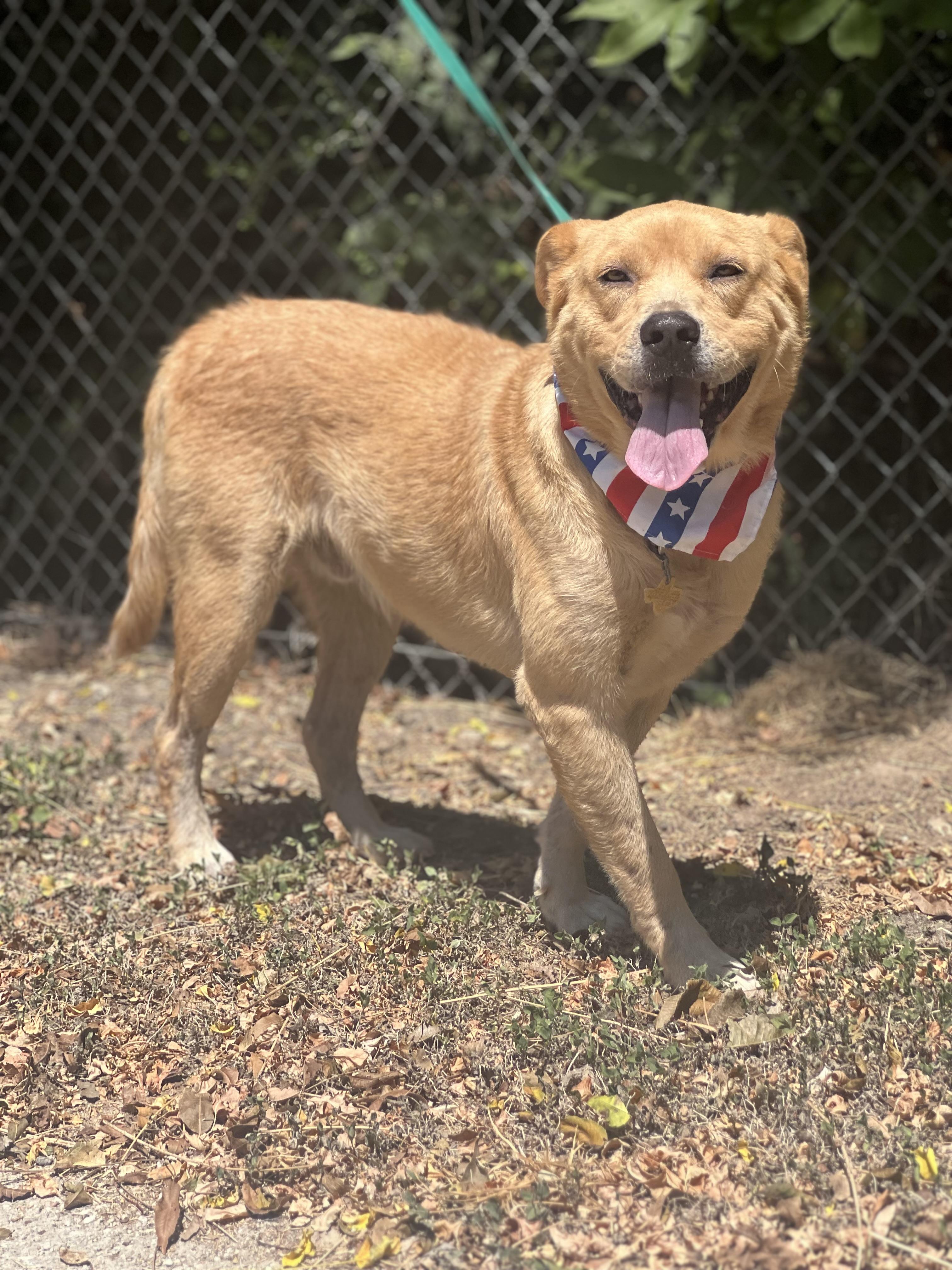 Enlarge Rio, a Adoptable mixed breed in Madisonville, TX image 1/6