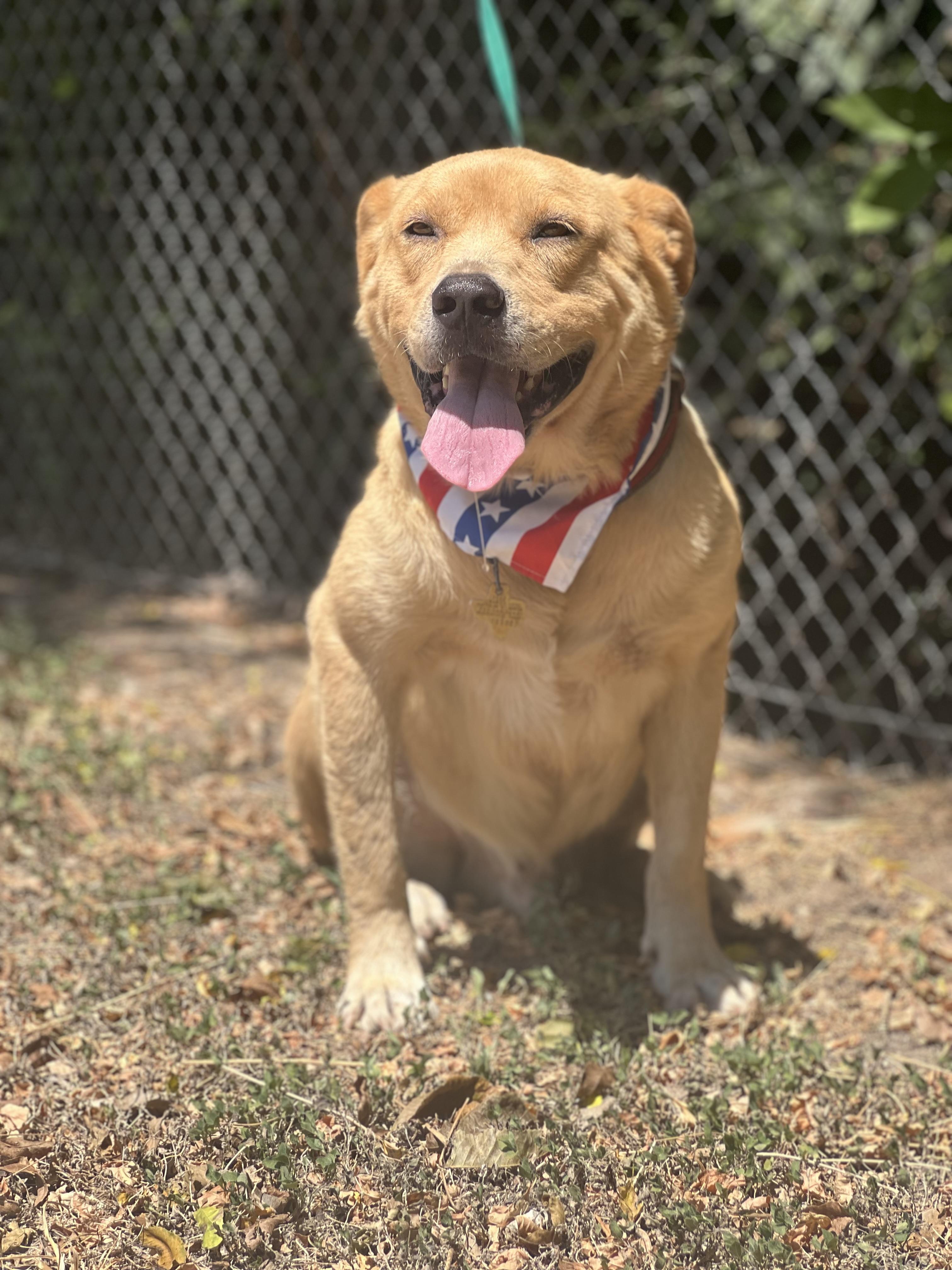 Enlarge Rio, a Adoptable mixed breed in Madisonville, TX image 4/6