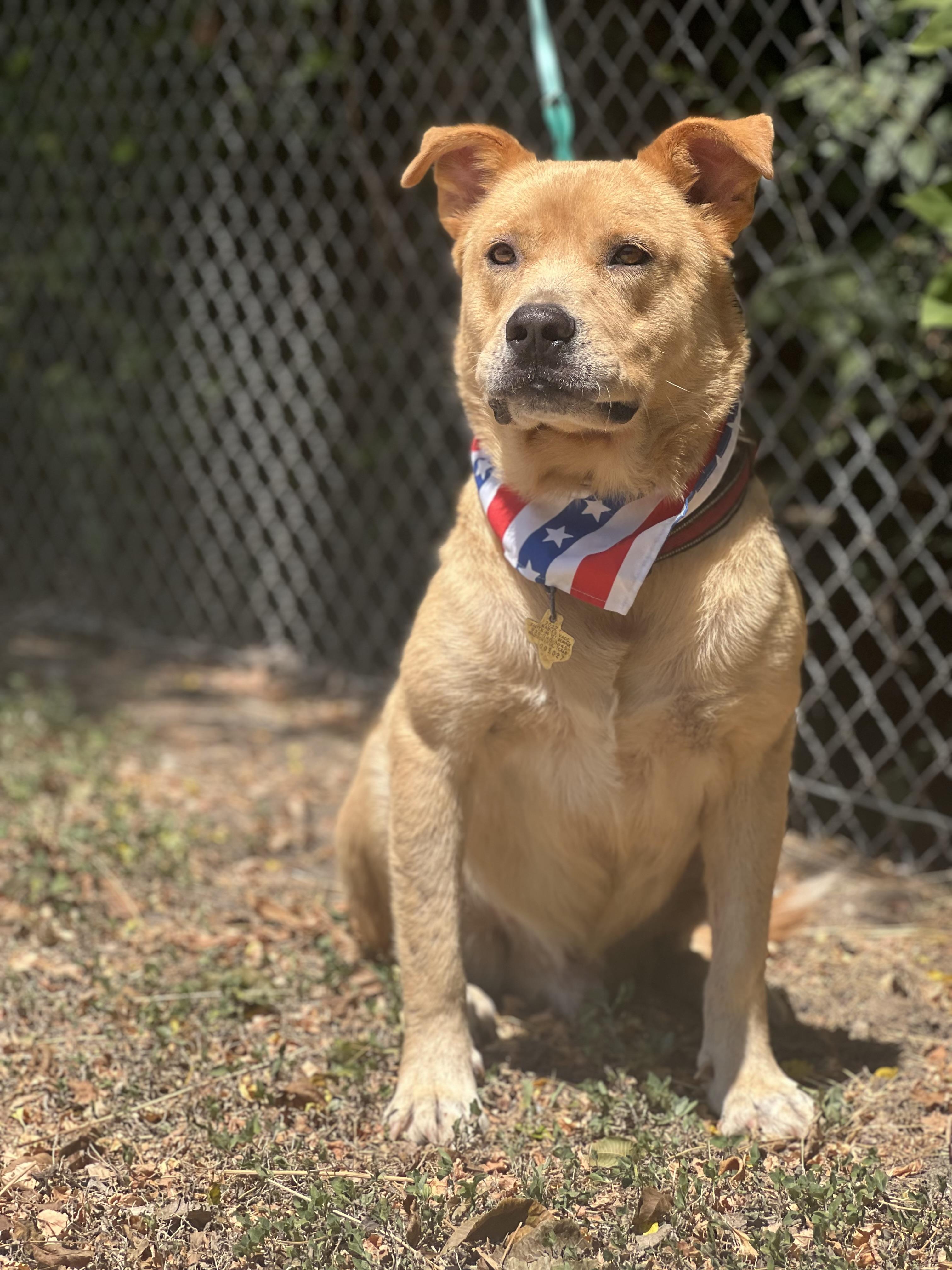 Enlarge Rio, a Adoptable mixed breed in Madisonville, TX image 5/6