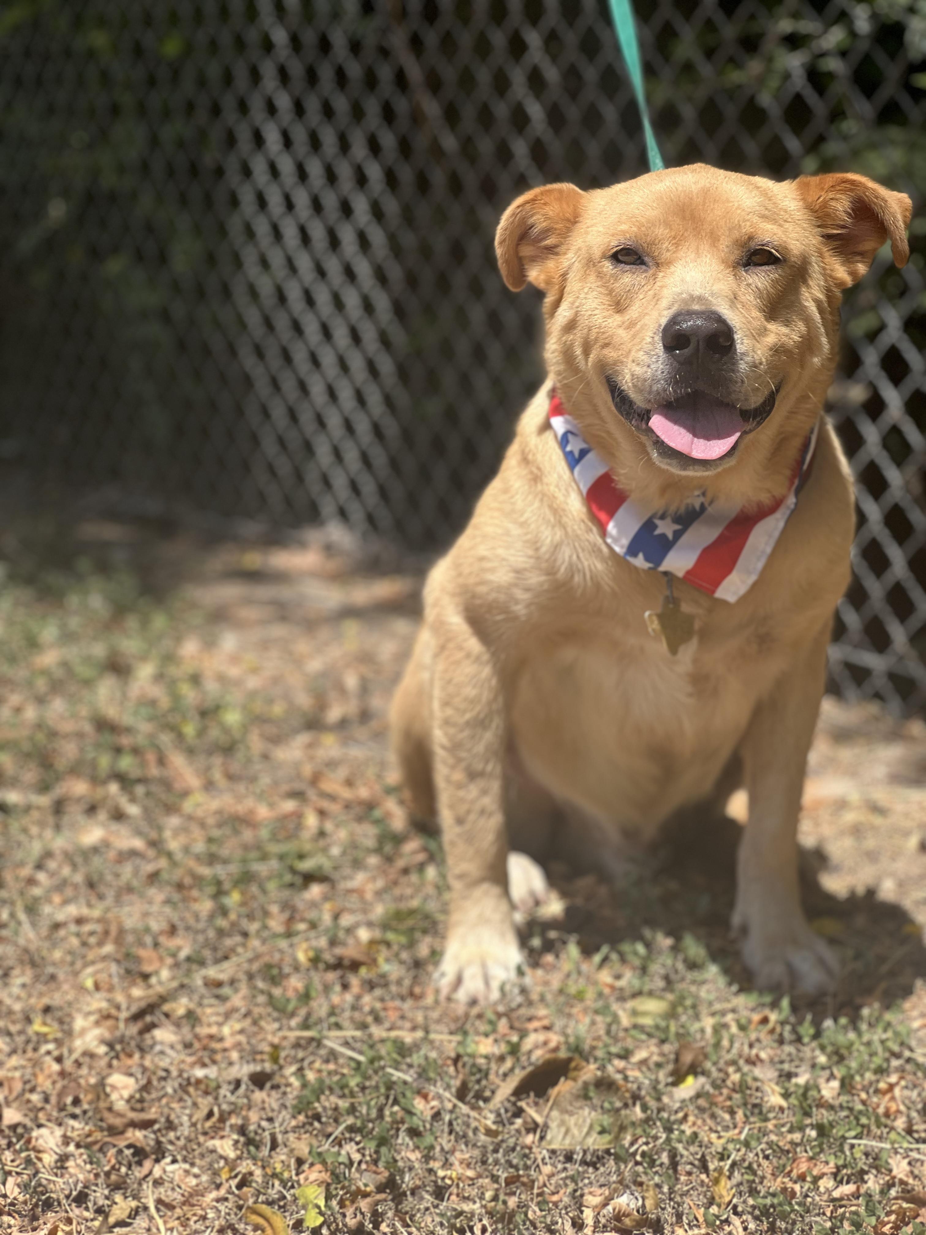 Enlarge Rio, a Adoptable mixed breed in Madisonville, TX image 3/6