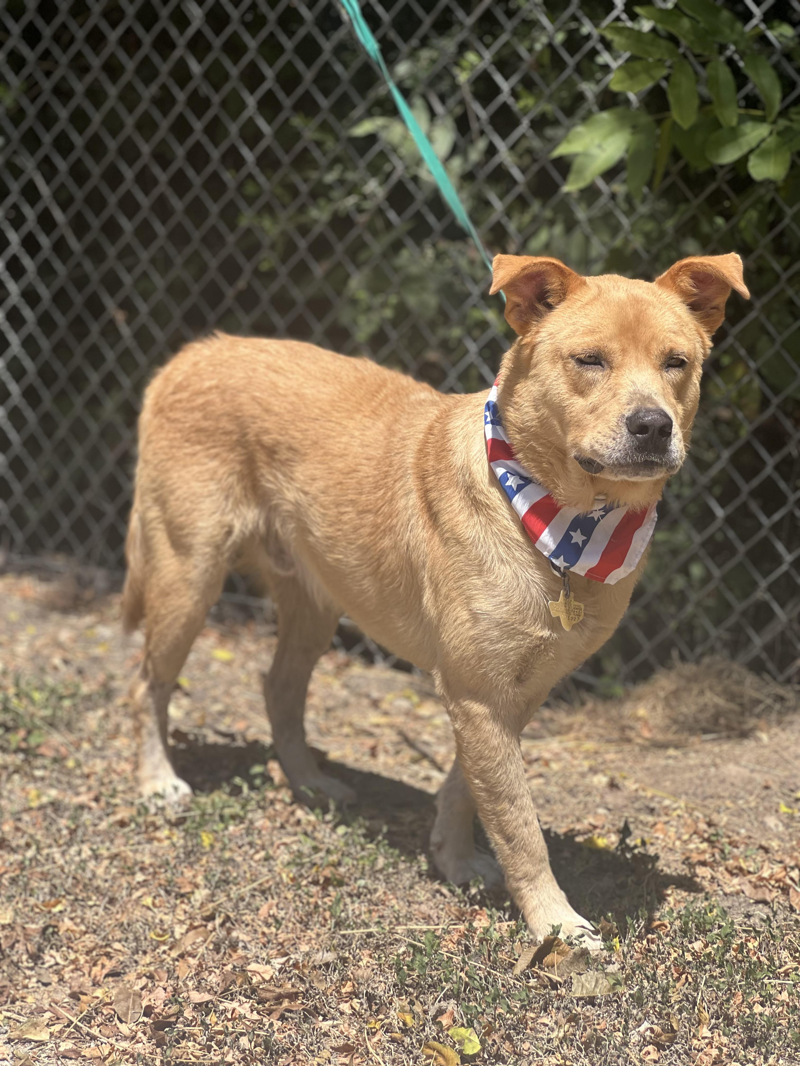 Enlarge Rio, a Adoptable mixed breed in Madisonville, TX image 2/6