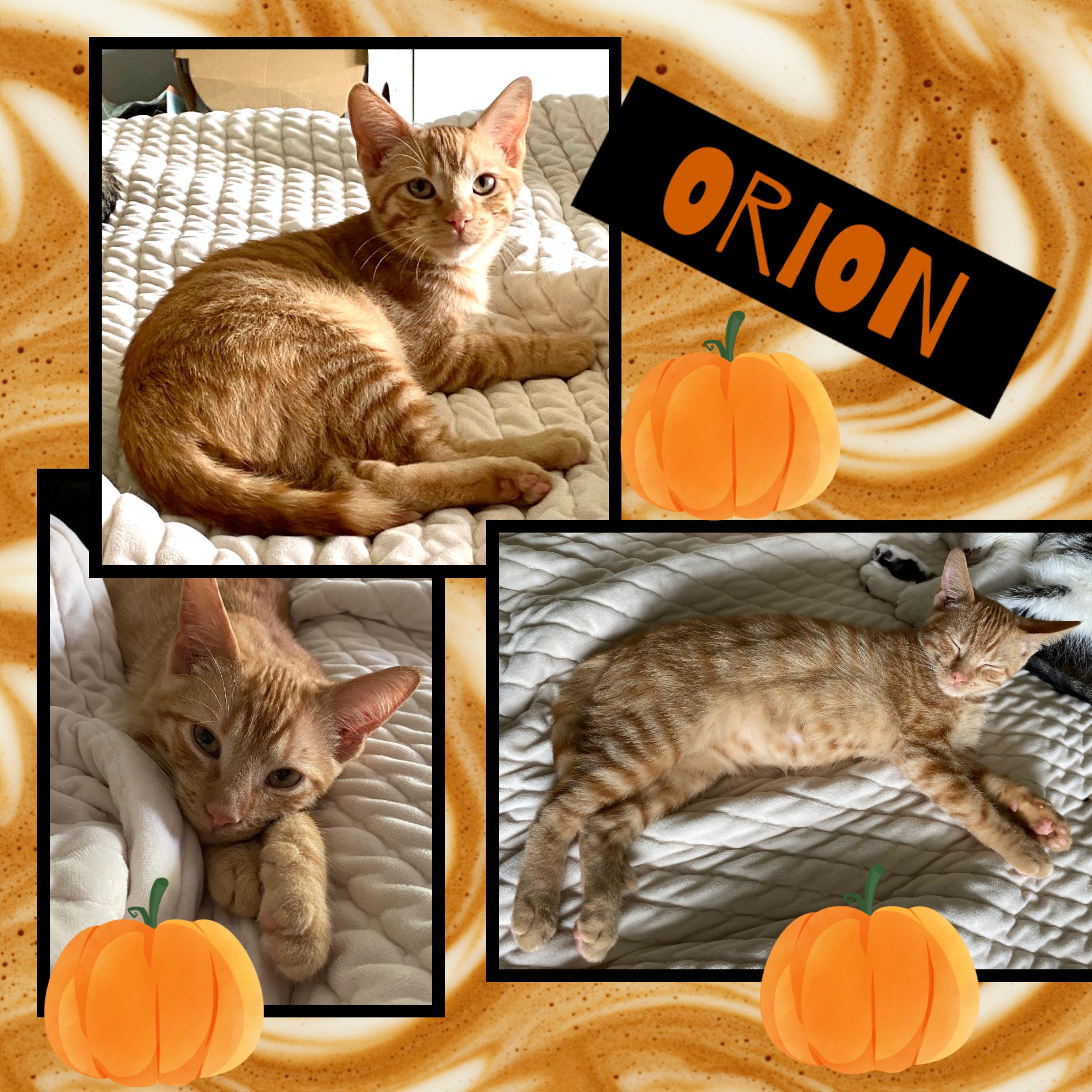 Orion, an adoptable Domestic Short Hair in Kearney, NE, 68845 | Photo Image 1