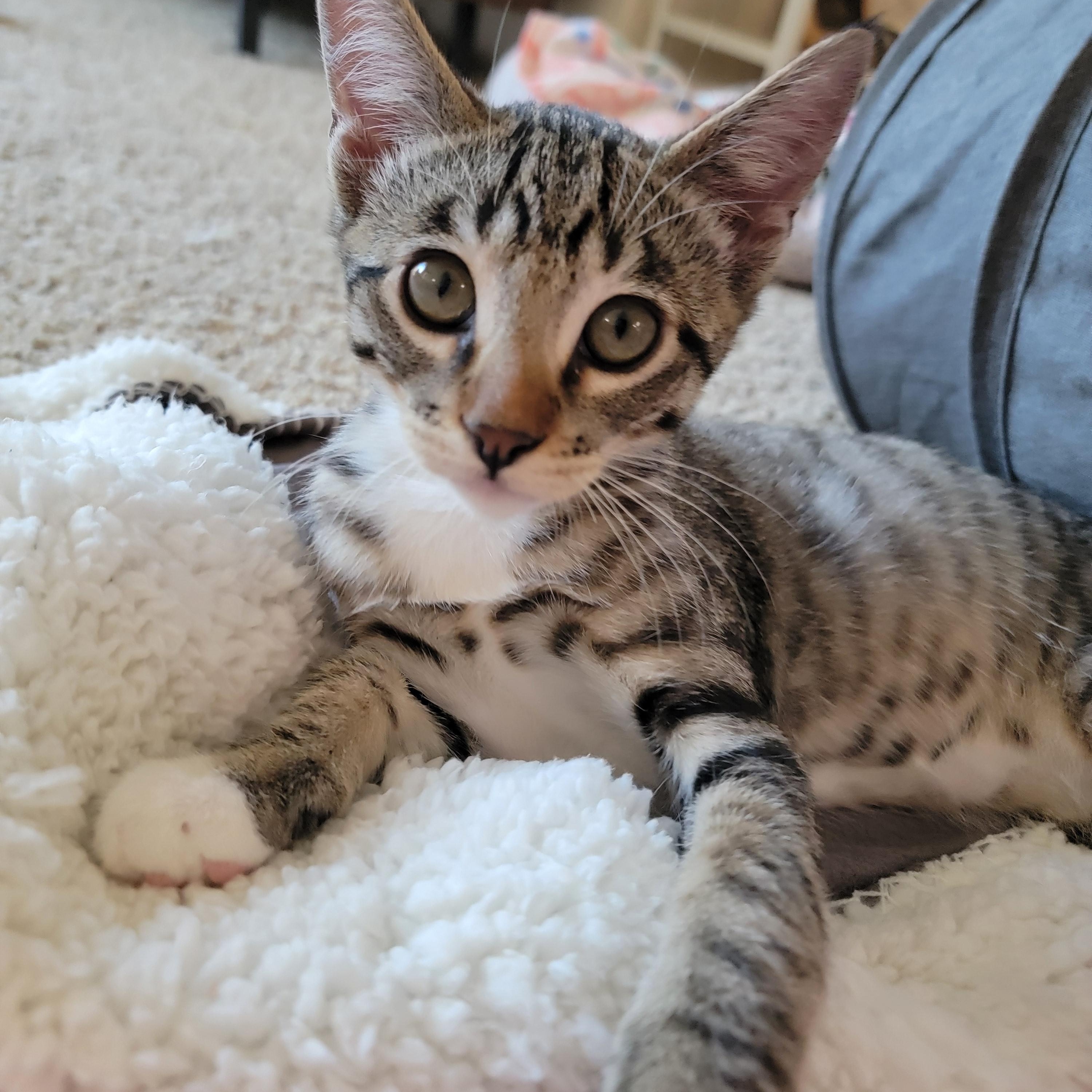 Colin, Adoptable, Kitten Male Domestic Short Hair.