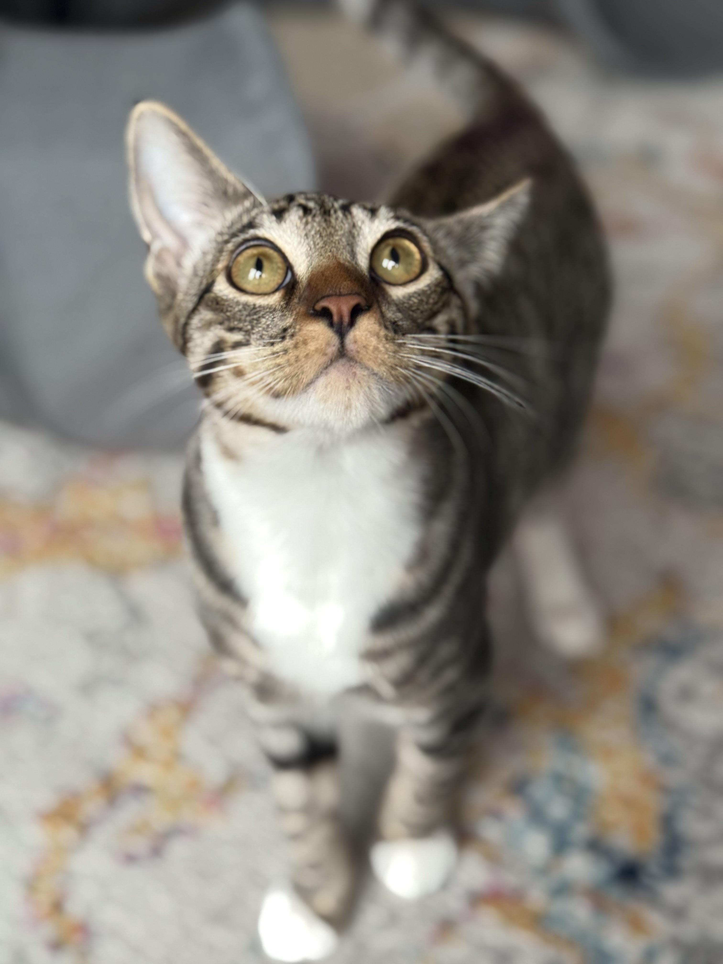 Colin, a Adoptable Domestic Short Hair in Davis, CA image 2/6