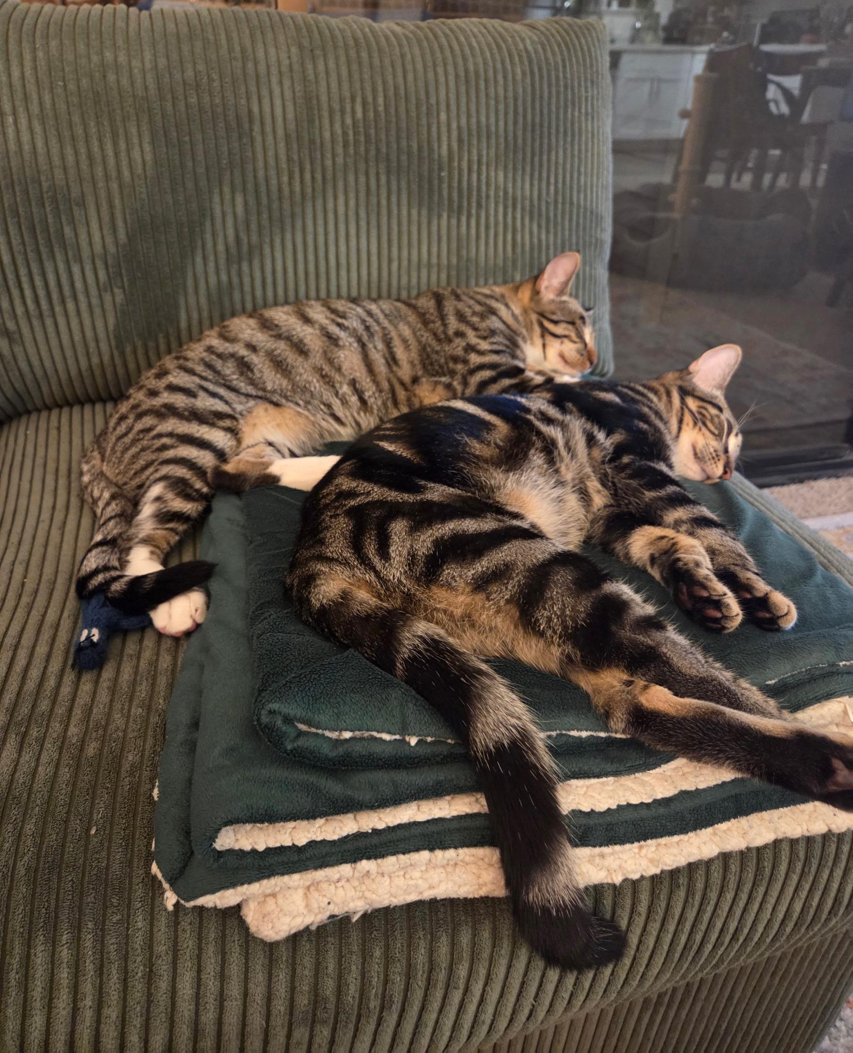 Enlarge Colin and Tabitha (Bonded Pair!), a Adoptable Domestic Short Hair in Davis, CA image 1/4