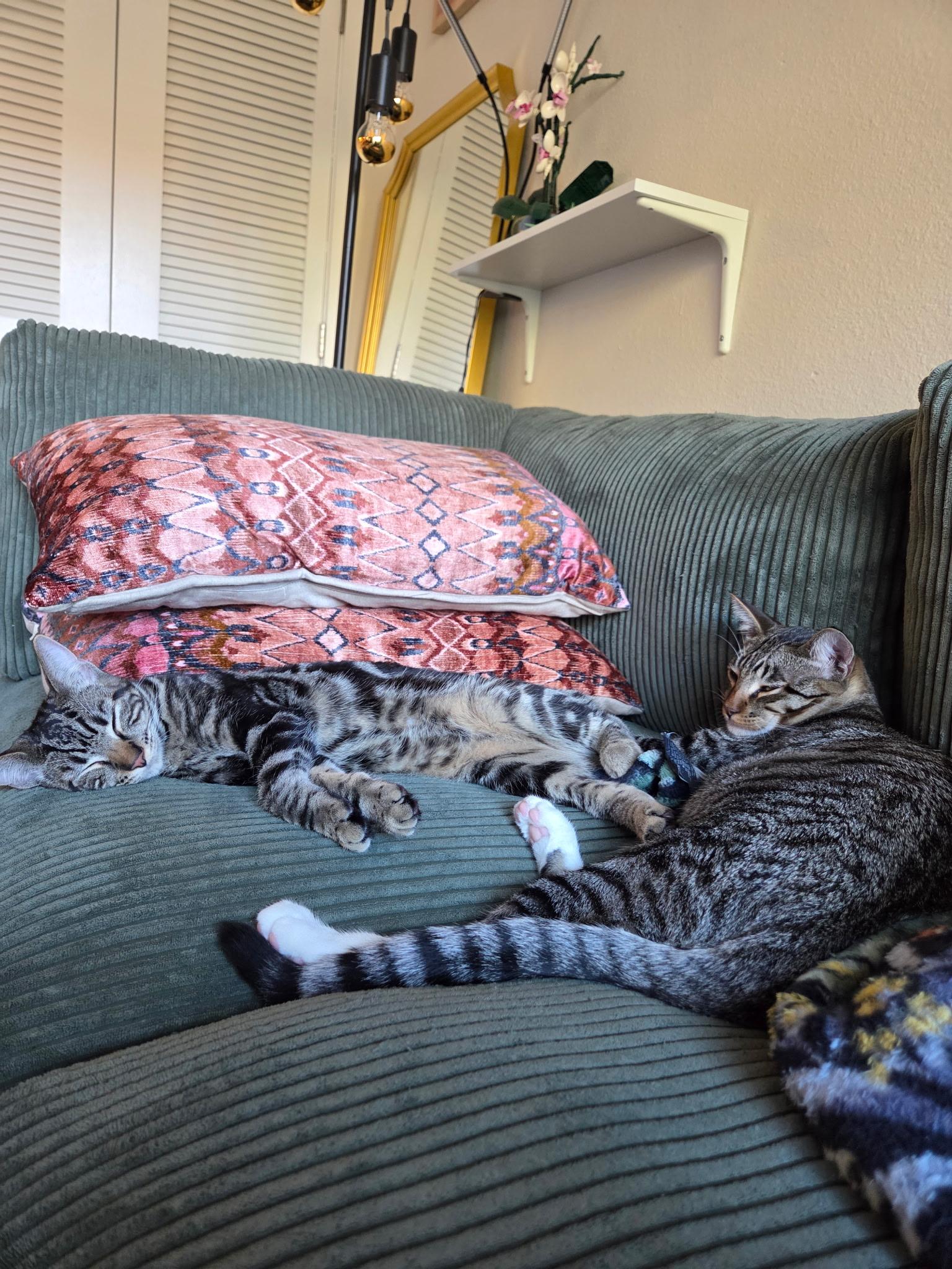 Enlarge Colin and Tabitha (Bonded Pair!), a Adoptable Domestic Short Hair in Davis, CA image 3/4