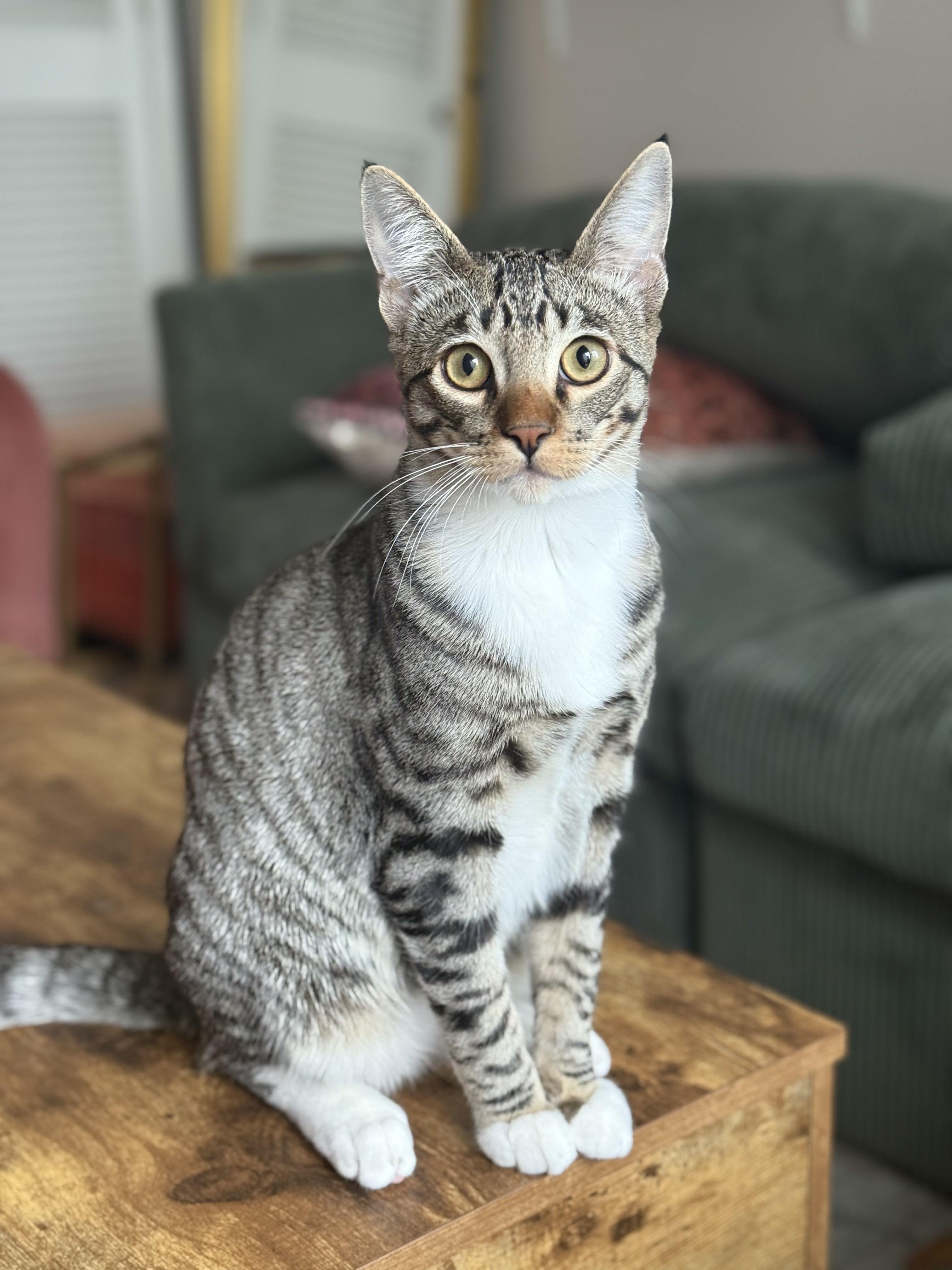 Colin, a Adoptable Domestic Short Hair in Davis, CA image 3/6