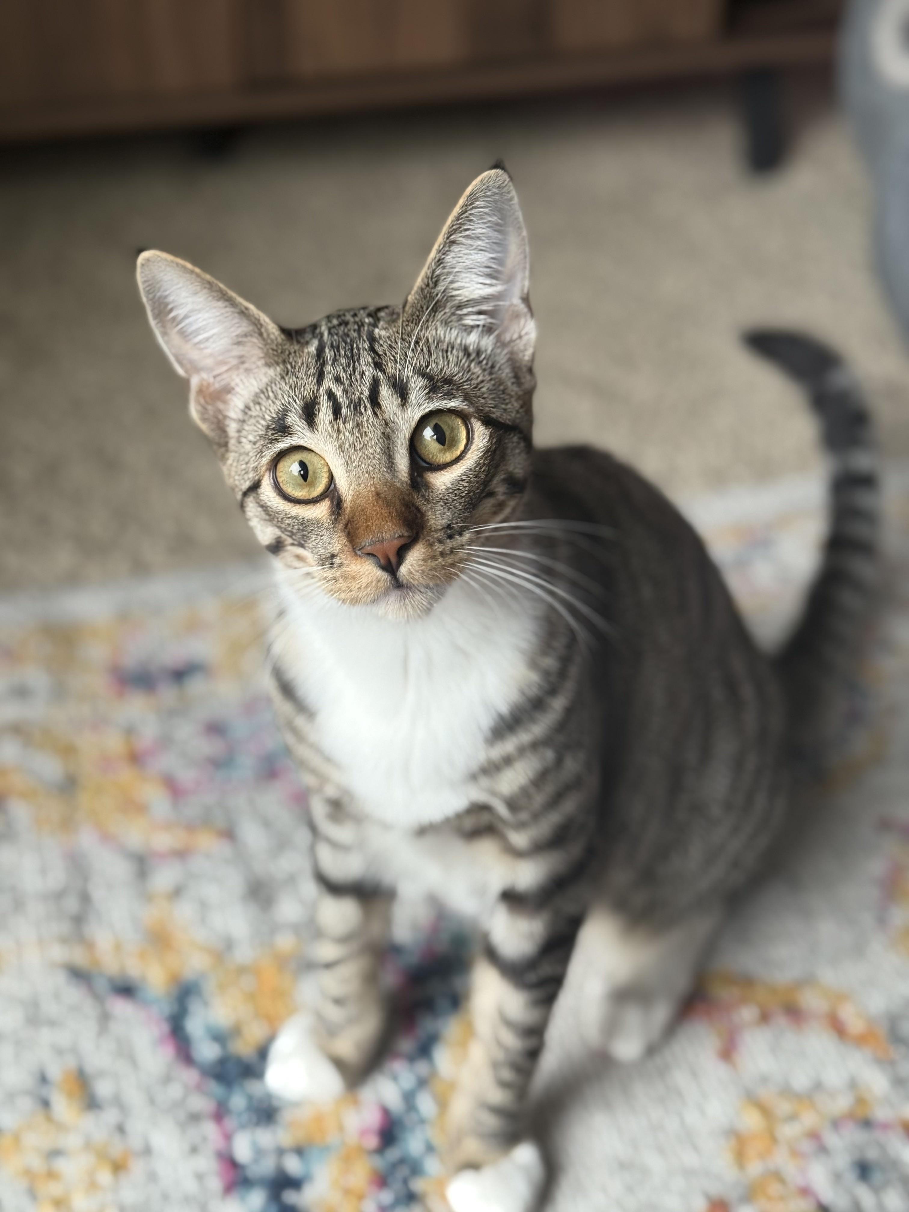 Colin, Adoptable, Kitten Male Domestic Short Hair.