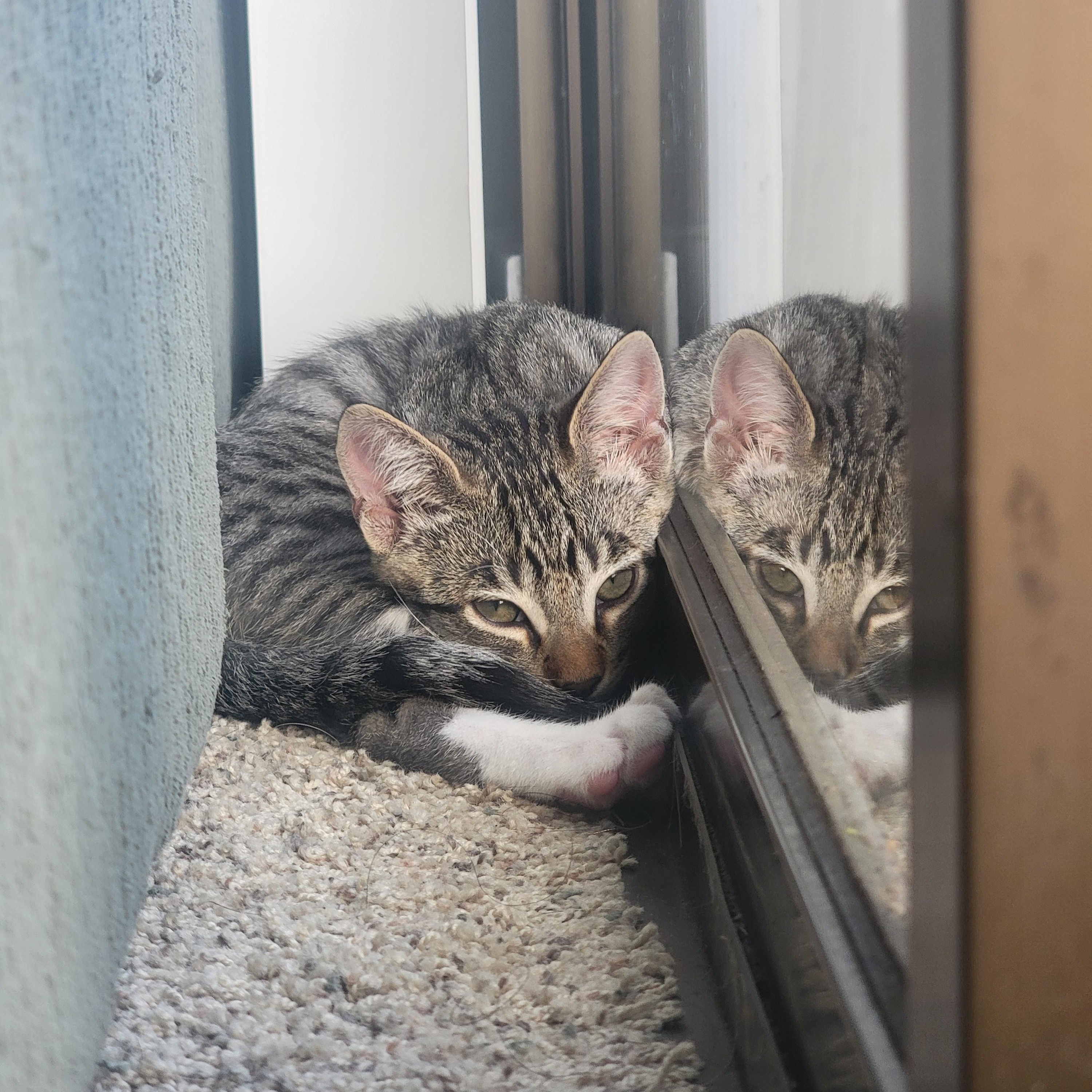 Colin, a Adoptable Domestic Short Hair in Davis, CA image 6/6