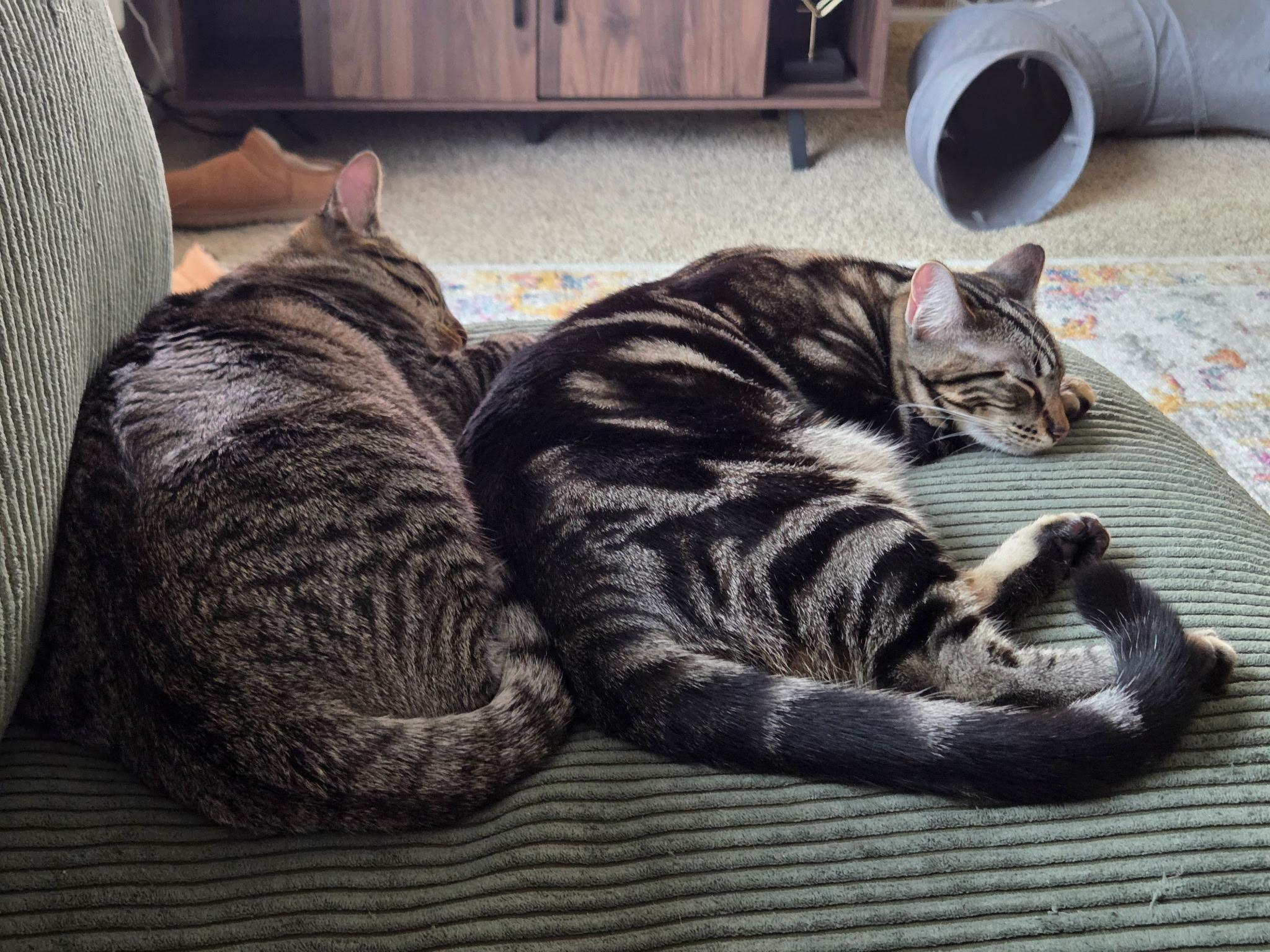 Enlarge Colin and Tabitha (Bonded Pair!), a Adoptable Domestic Short Hair in Davis, CA image 2/4