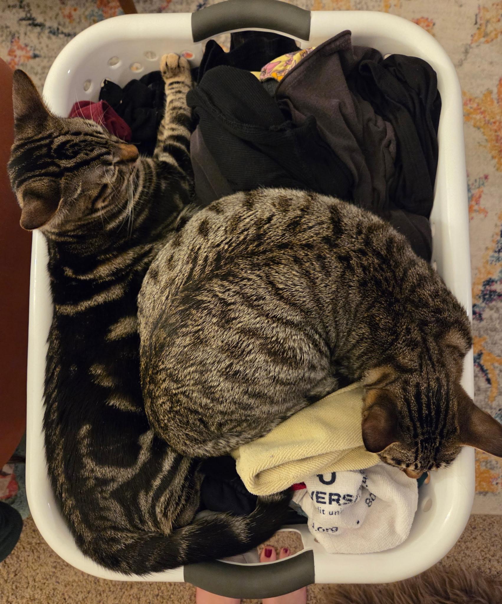 Enlarge Colin and Tabitha (Bonded Pair!), a Adoptable Domestic Short Hair in Davis, CA image 4/4