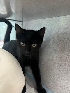 Blowfish- Playful Cutie That Likes Other Cats!, a Adoptable Domestic Short Hair in Berryville, VA image 1/2