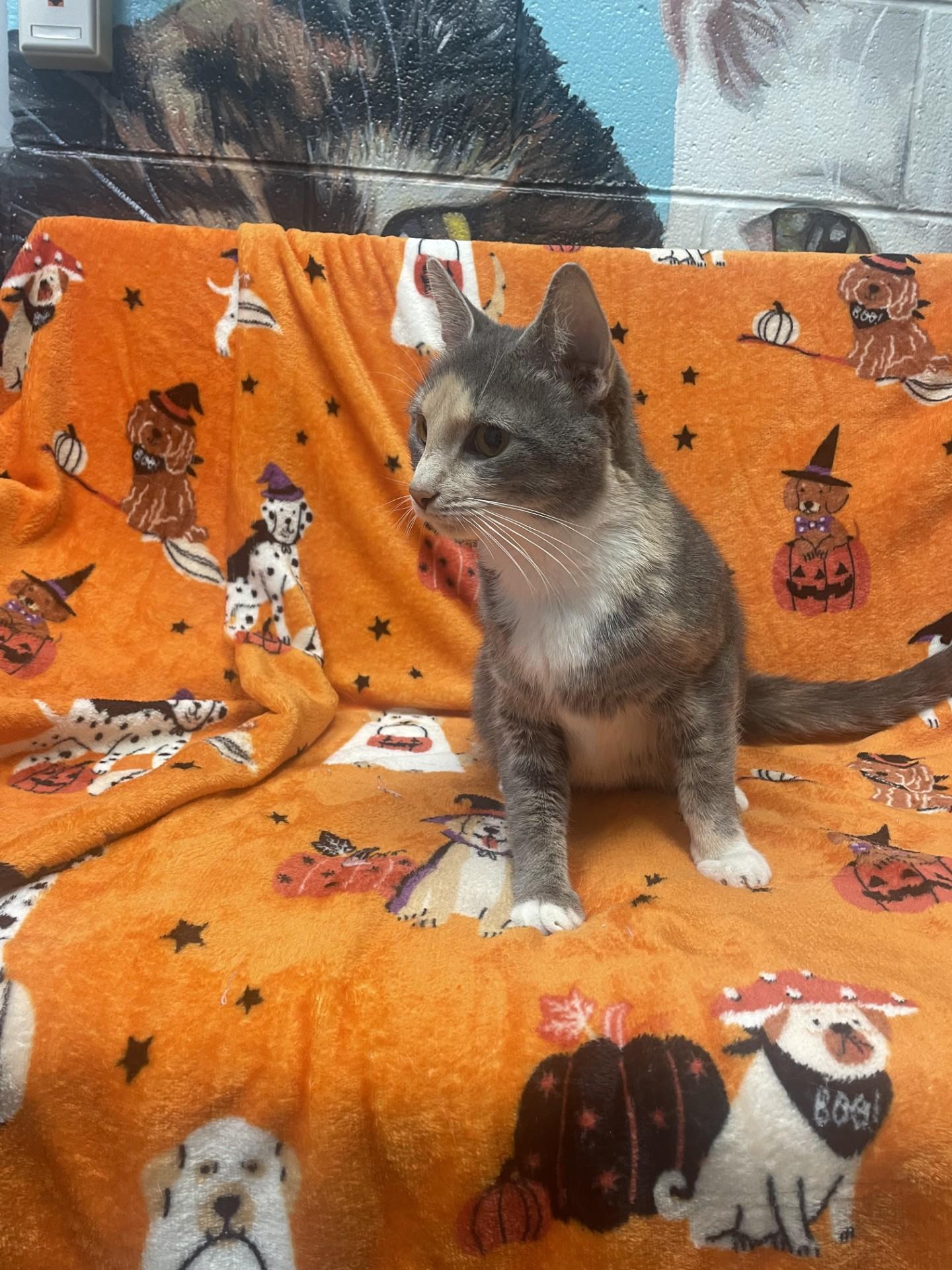 Enlarge Queenie, a Adoptable Dilute Tortoiseshell in Ashland, VA image 2/3