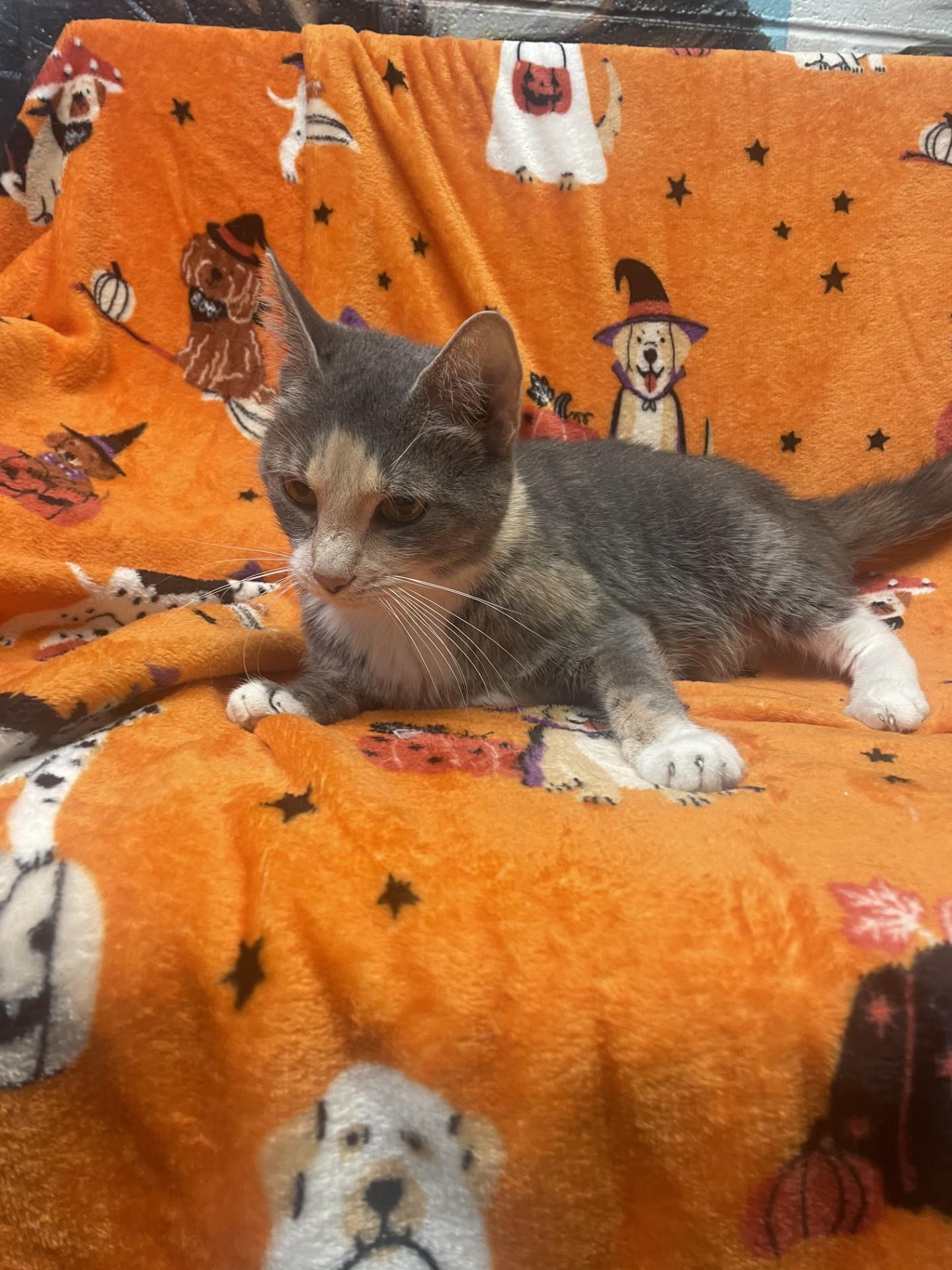 Enlarge Queenie, a Adoptable Dilute Tortoiseshell in Ashland, VA image 3/3