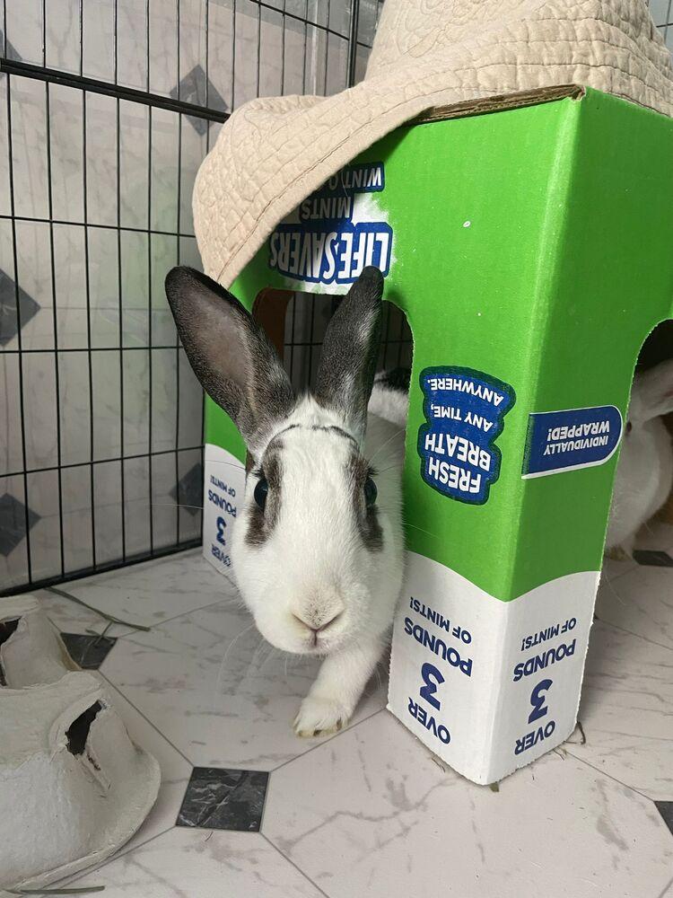 Timothy and Sea Anna, Adoptable, Adult Female English Spot & Florida White.