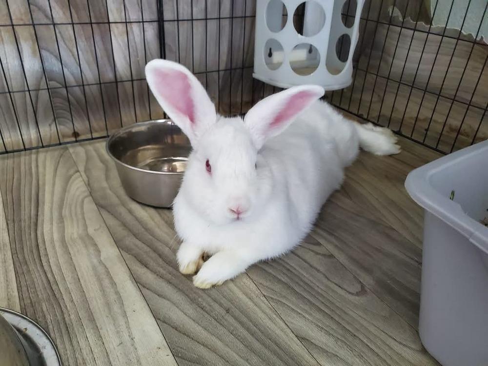 Timothy and Sea Anna, Adoptable, Adult Female English Spot & Florida White.