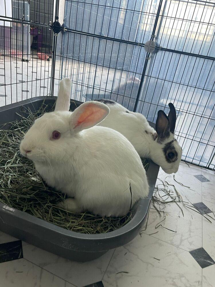 Enlarge Timothy and Sea Anna, a Adoptable mixed breed in Melbourne, FL image 3/6