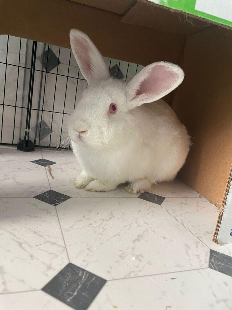 Enlarge Timothy and Sea Anna, a Adoptable mixed breed in Melbourne, FL image 4/6