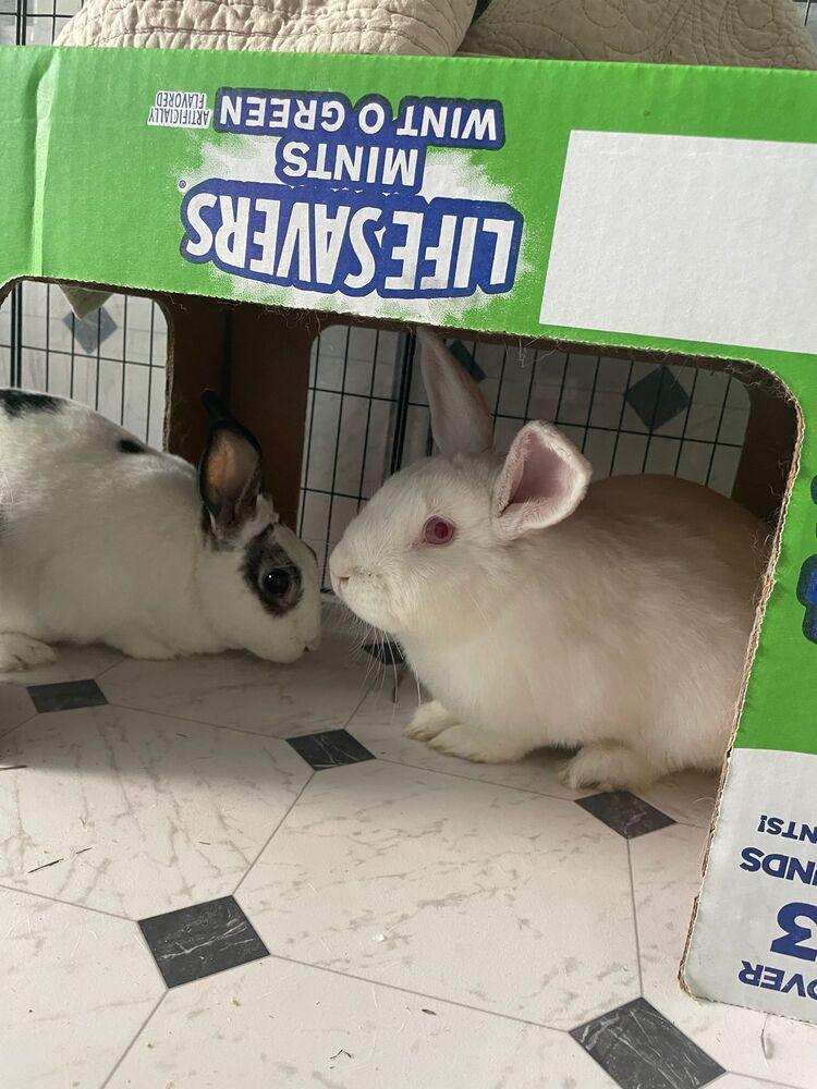 Enlarge Timothy and Sea Anna, a Adoptable mixed breed in Melbourne, FL image 5/6