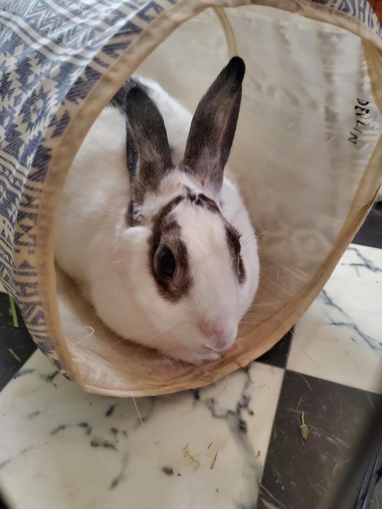 Enlarge Timothy and Sea Anna, a Adoptable mixed breed in Melbourne, FL image 6/6