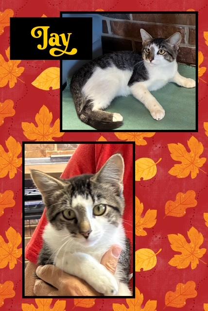 Jay Boy, an adoptable Domestic Short Hair in Kearney, NE, 68845 | Photo Image 1