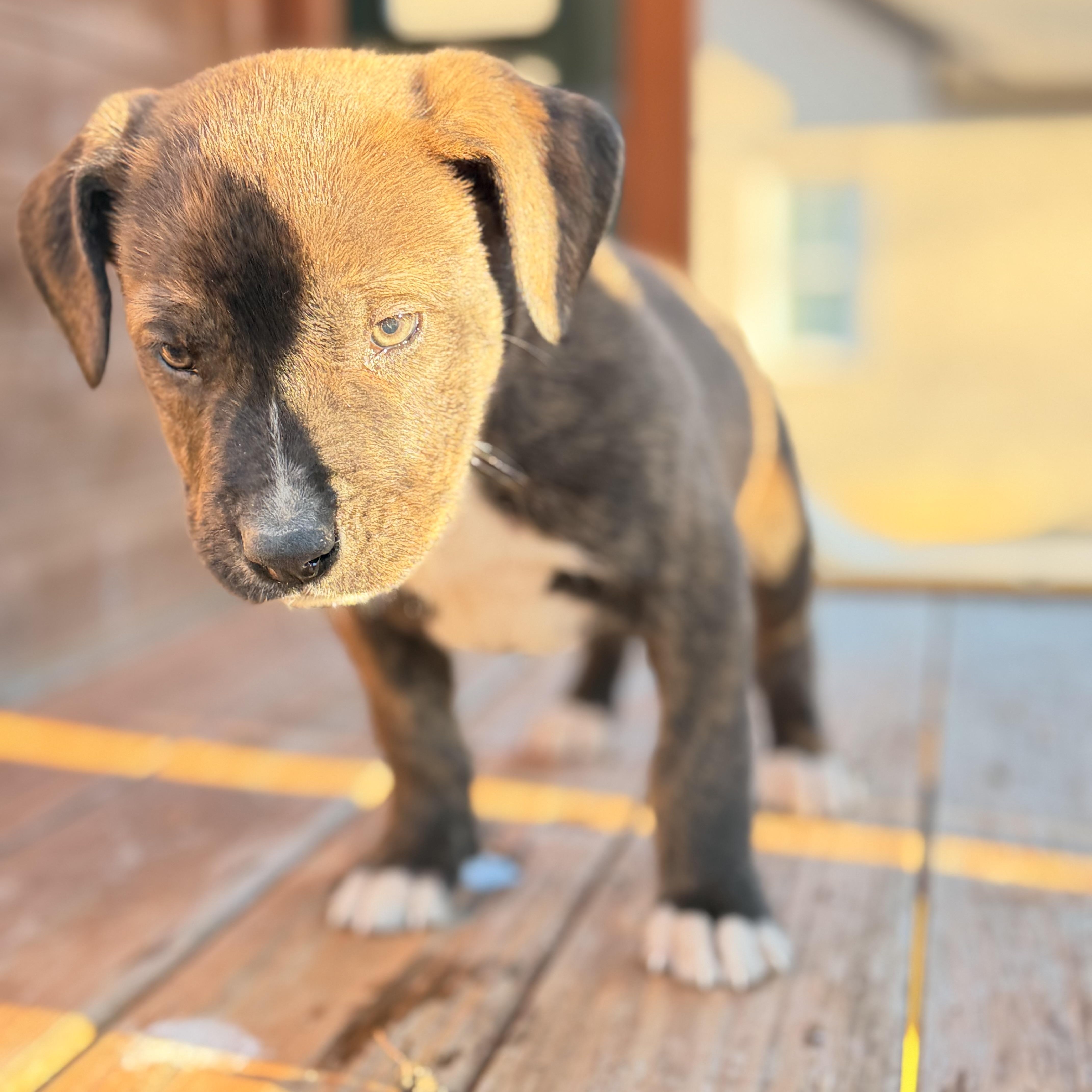 Enlarge Thor, a hold mixed breed in Warrior, AL image 5/6