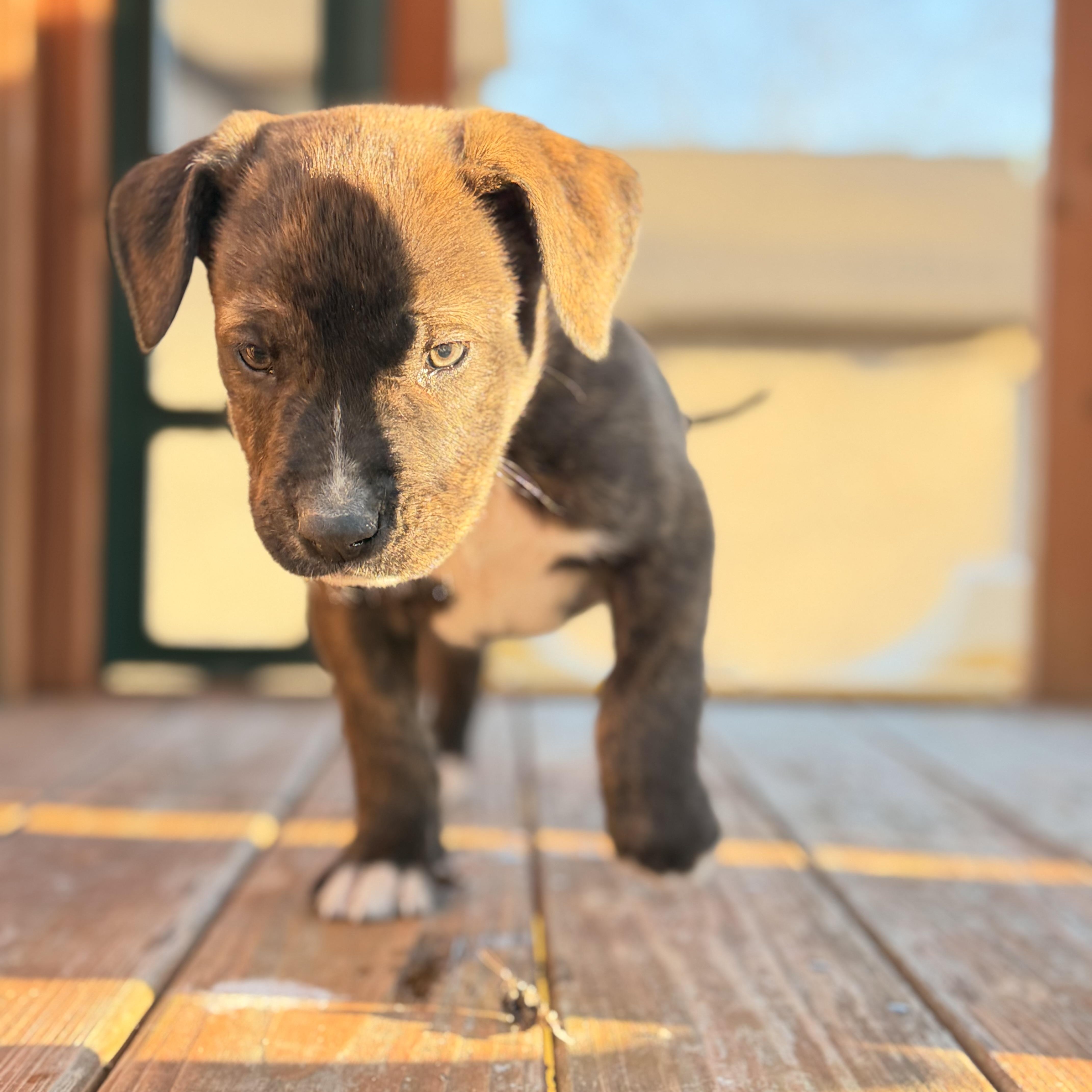 Enlarge Thor, a hold mixed breed in Warrior, AL image 1/6