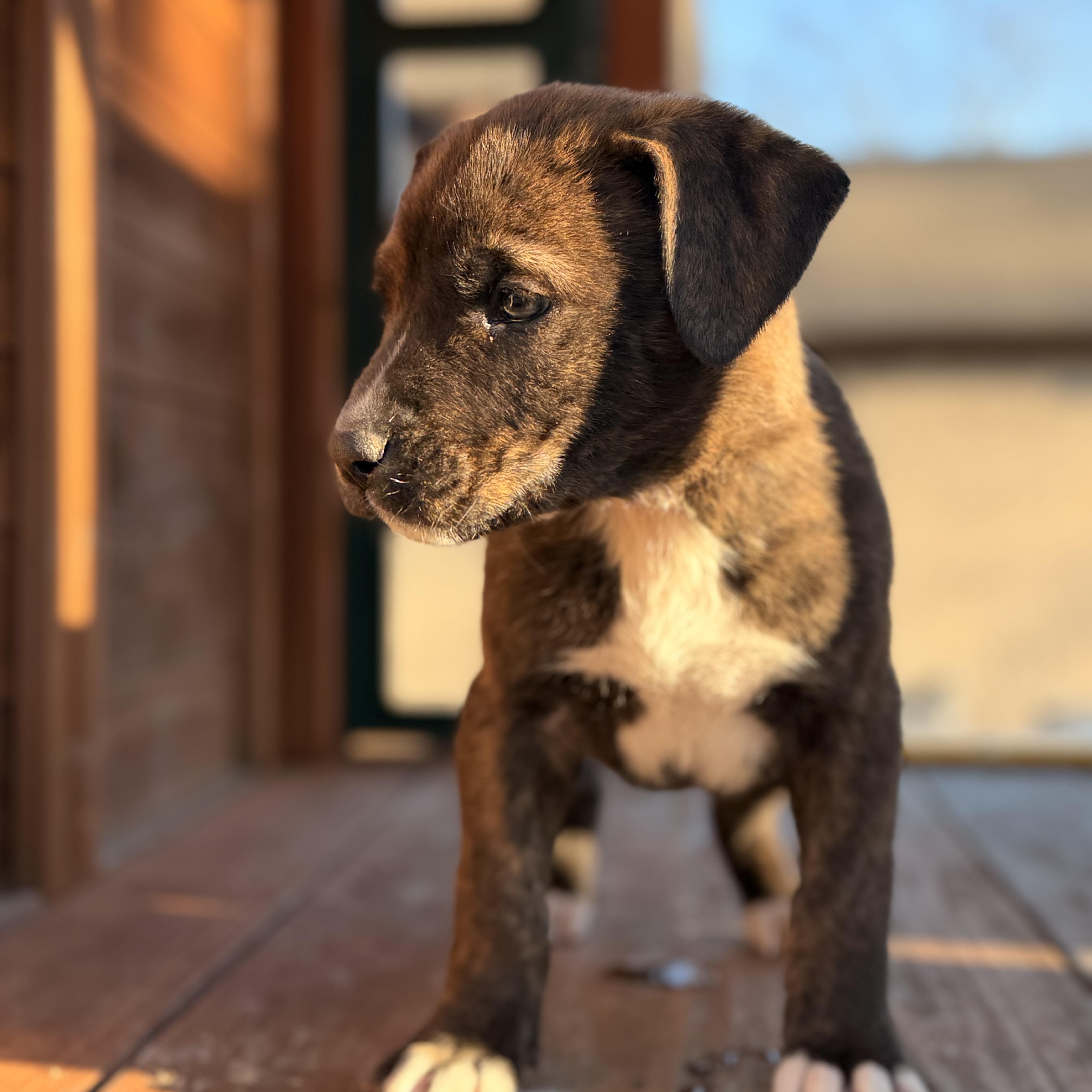 Enlarge Thor, a hold mixed breed in Warrior, AL image 6/6