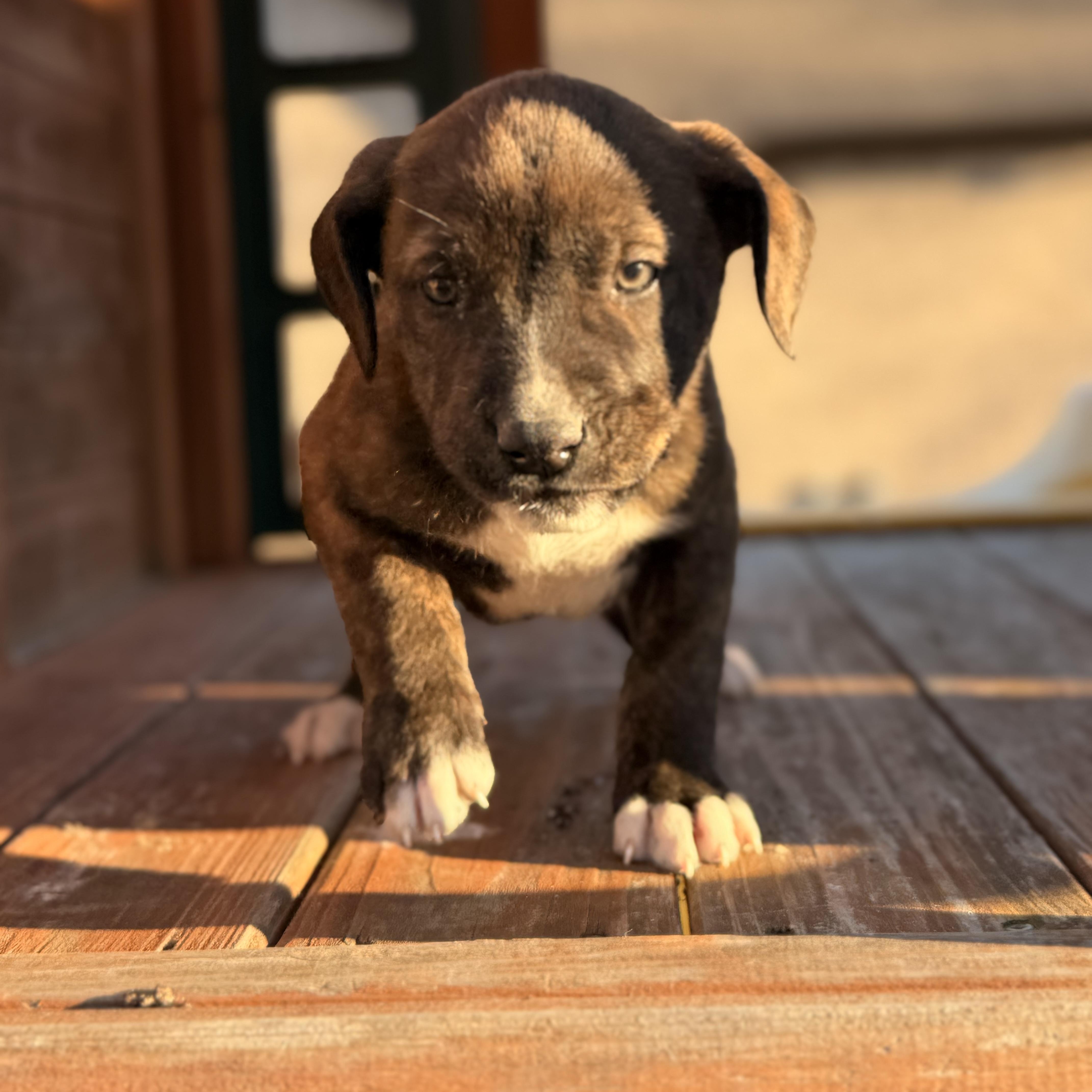 Enlarge Thor, a hold mixed breed in Warrior, AL image 2/6