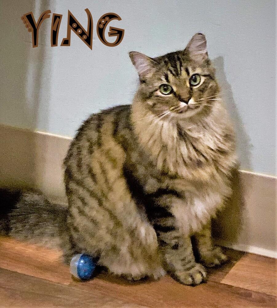 Ying, Adopted, Young Male Domestic Long Hair.