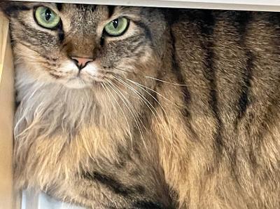 Enlarge Ying, a Adopted Domestic Long Hair in Mooresville, NC image 2/5