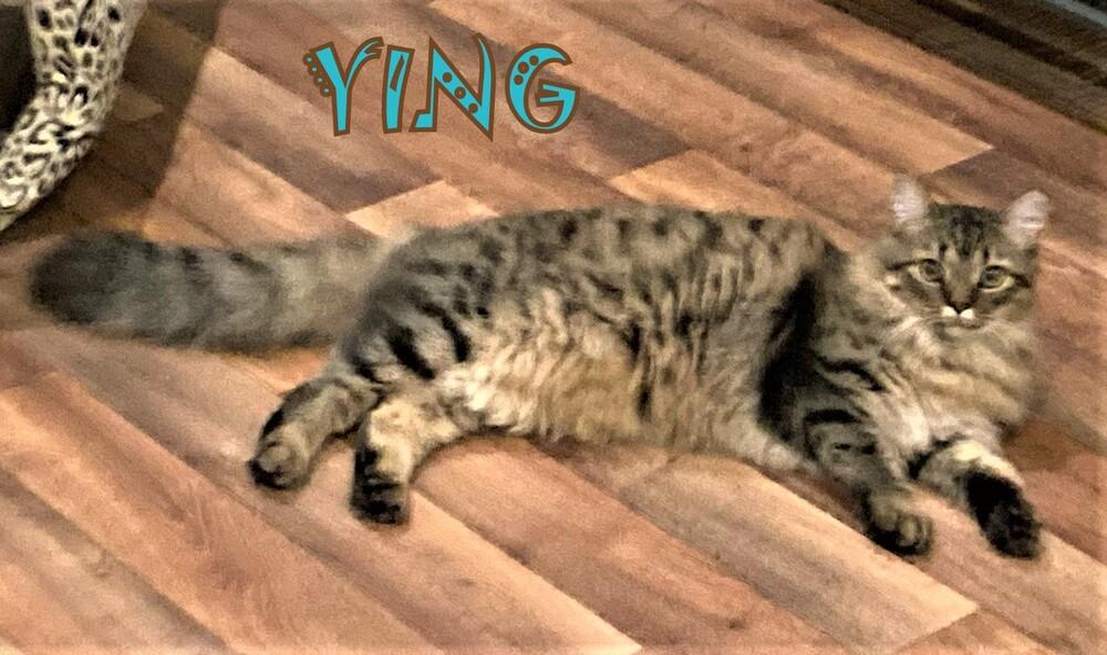 Enlarge Ying, a Adopted Domestic Long Hair in Mooresville, NC image 3/5