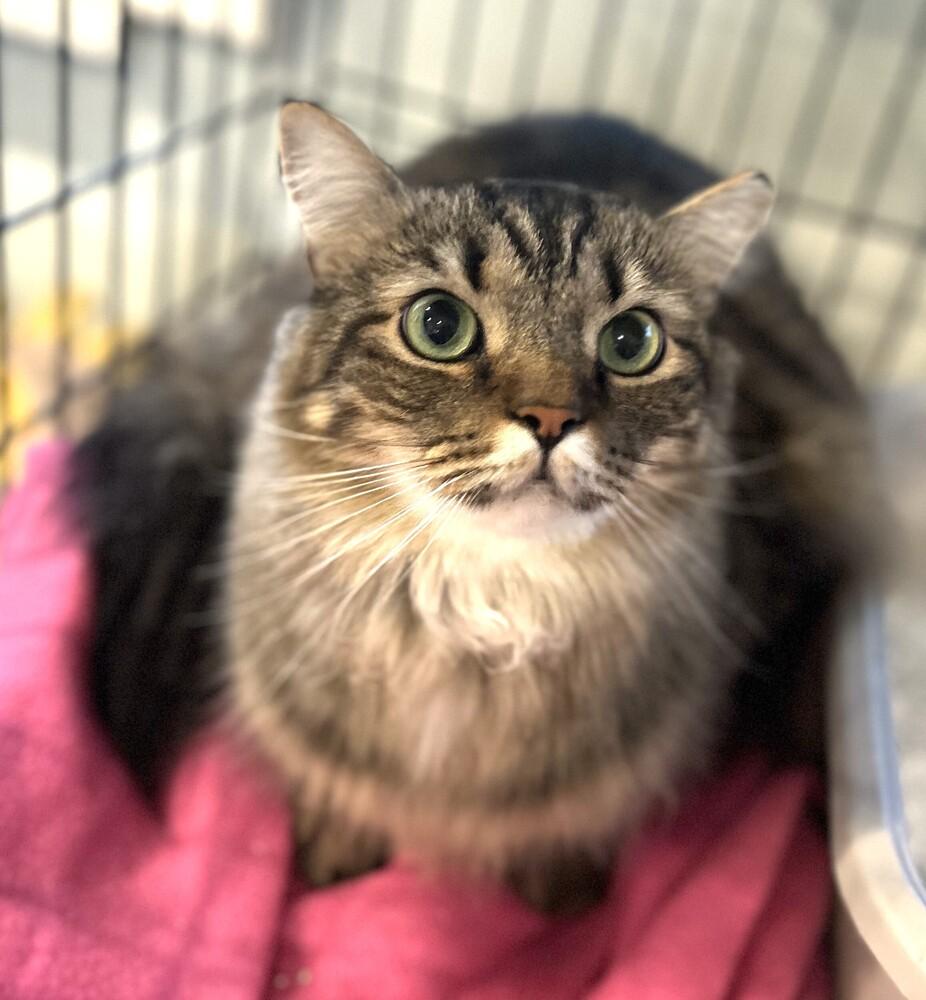 Enlarge Ying, a Adopted Domestic Long Hair in Mooresville, NC image 4/5