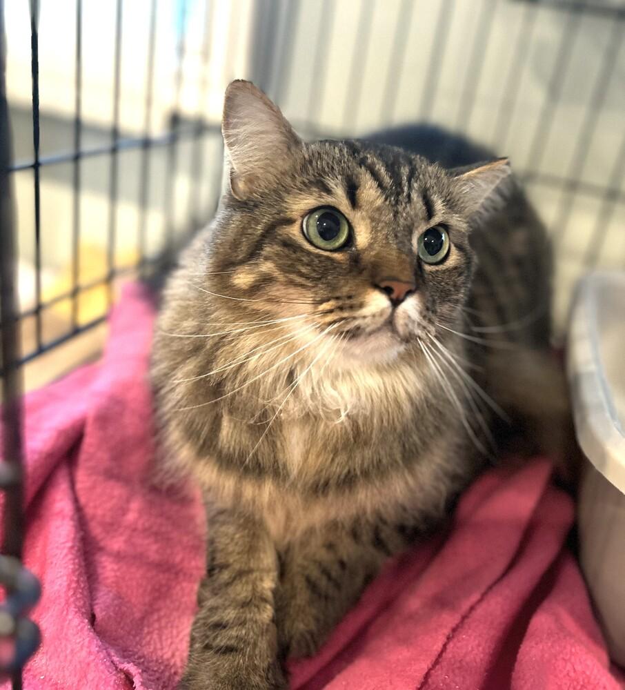 Enlarge Ying, a Adopted Domestic Long Hair in Mooresville, NC image 5/5